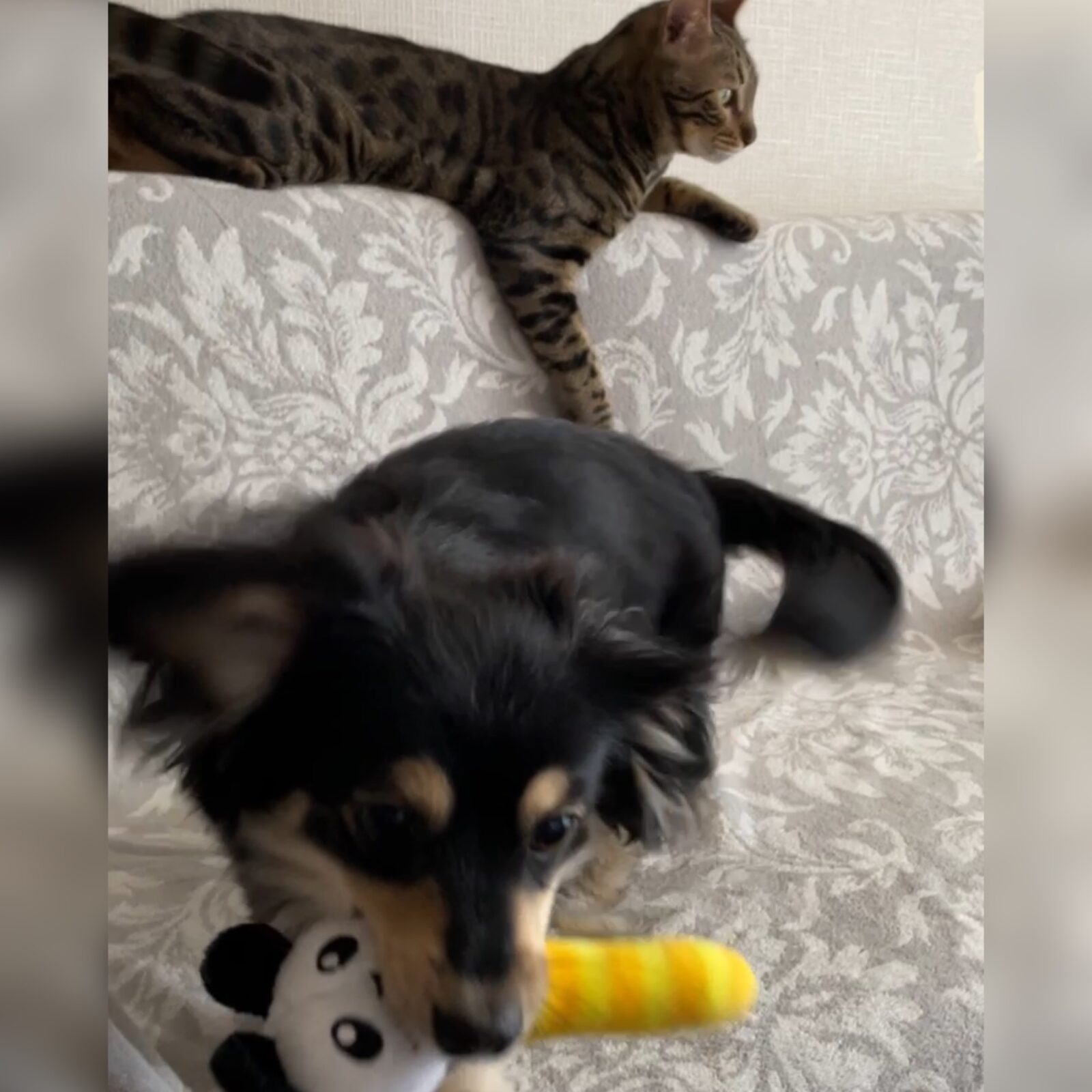 🐱初めましてのお友達🐱