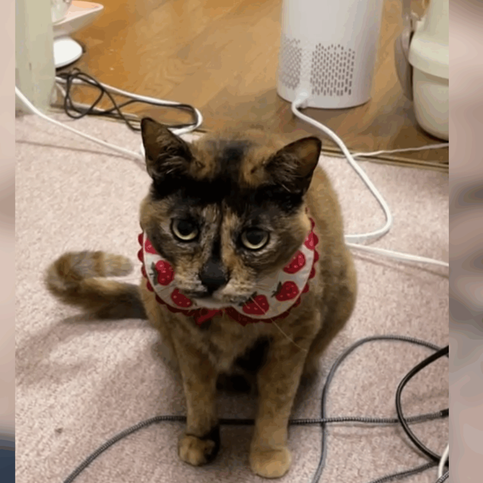 🐱シャーッ🐱