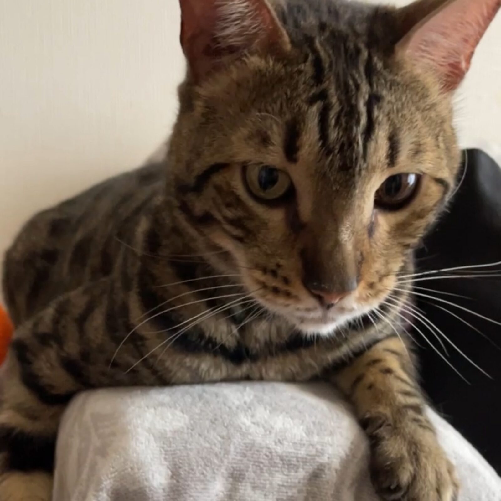 🐱😼🐶3兄弟✨✨