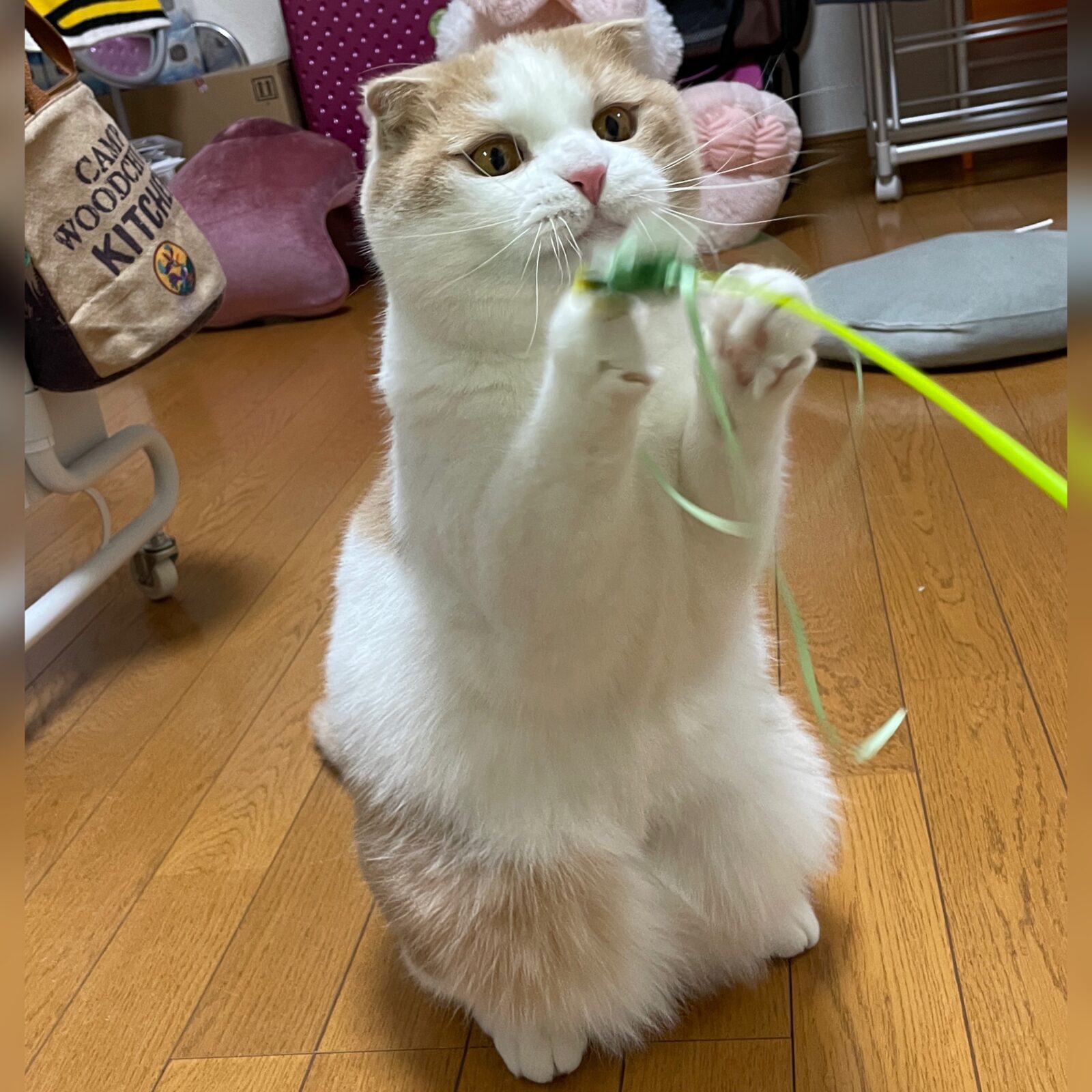 🐱初めましてのお友達🐱