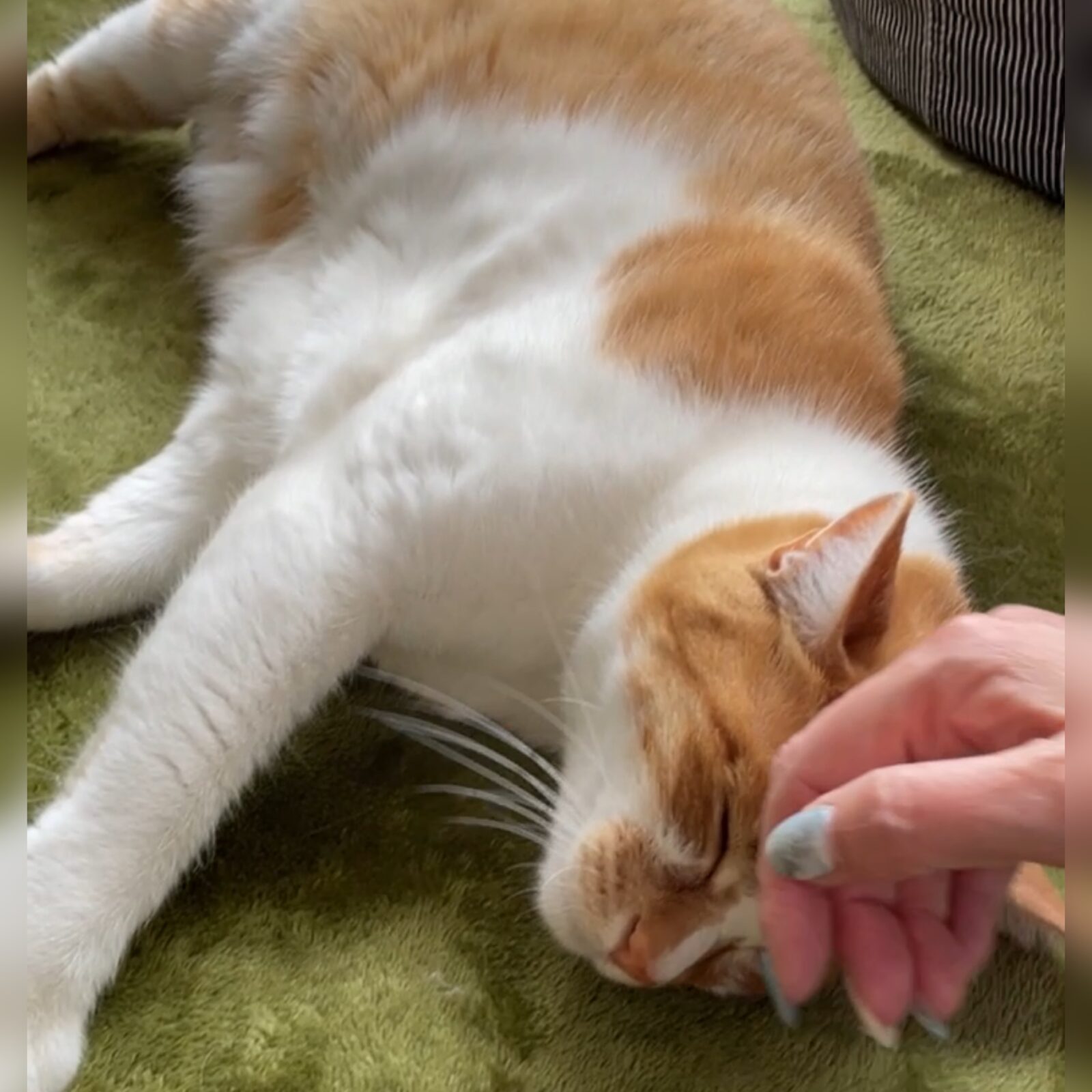 🐱一年を経て🐱