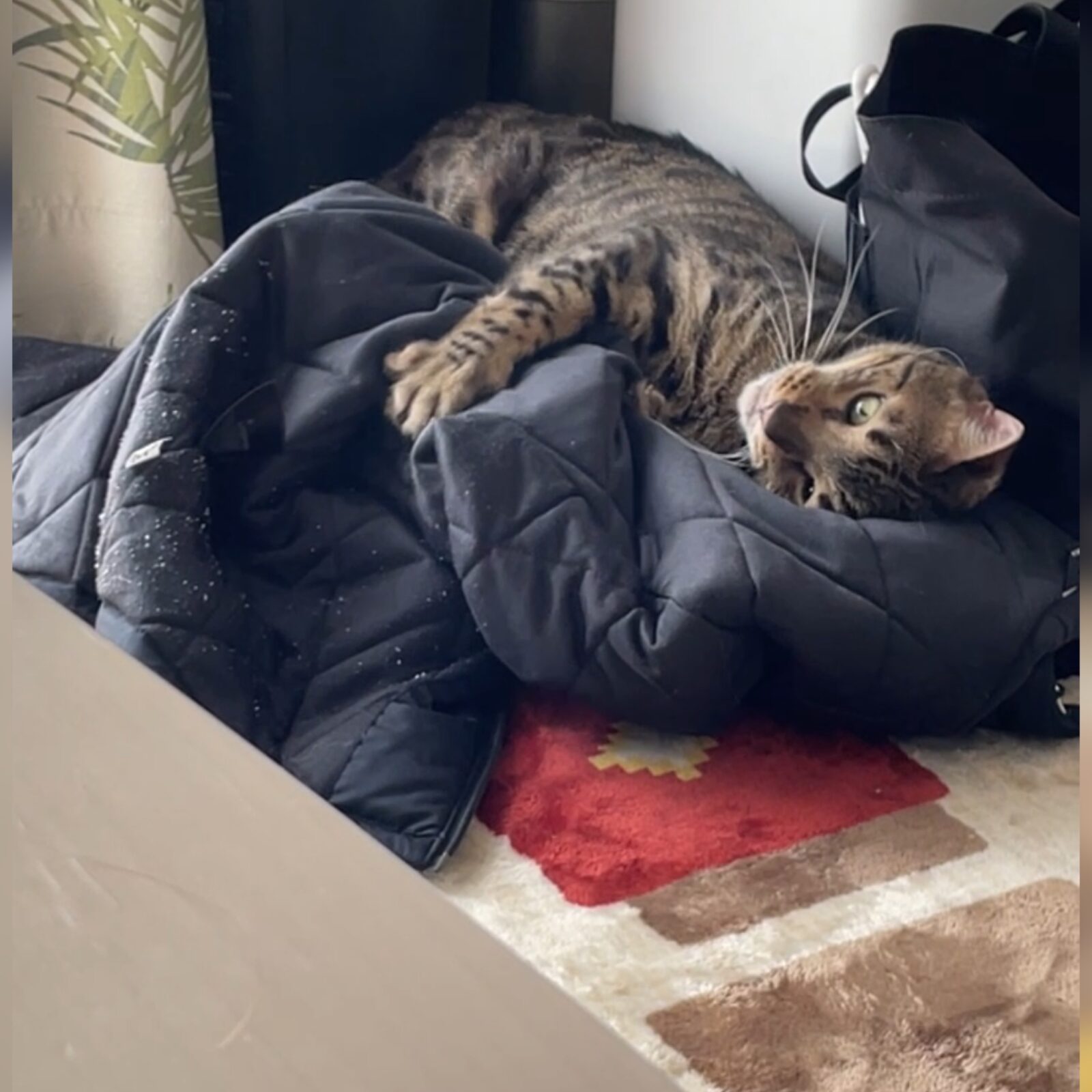 🐱大運動会🐶