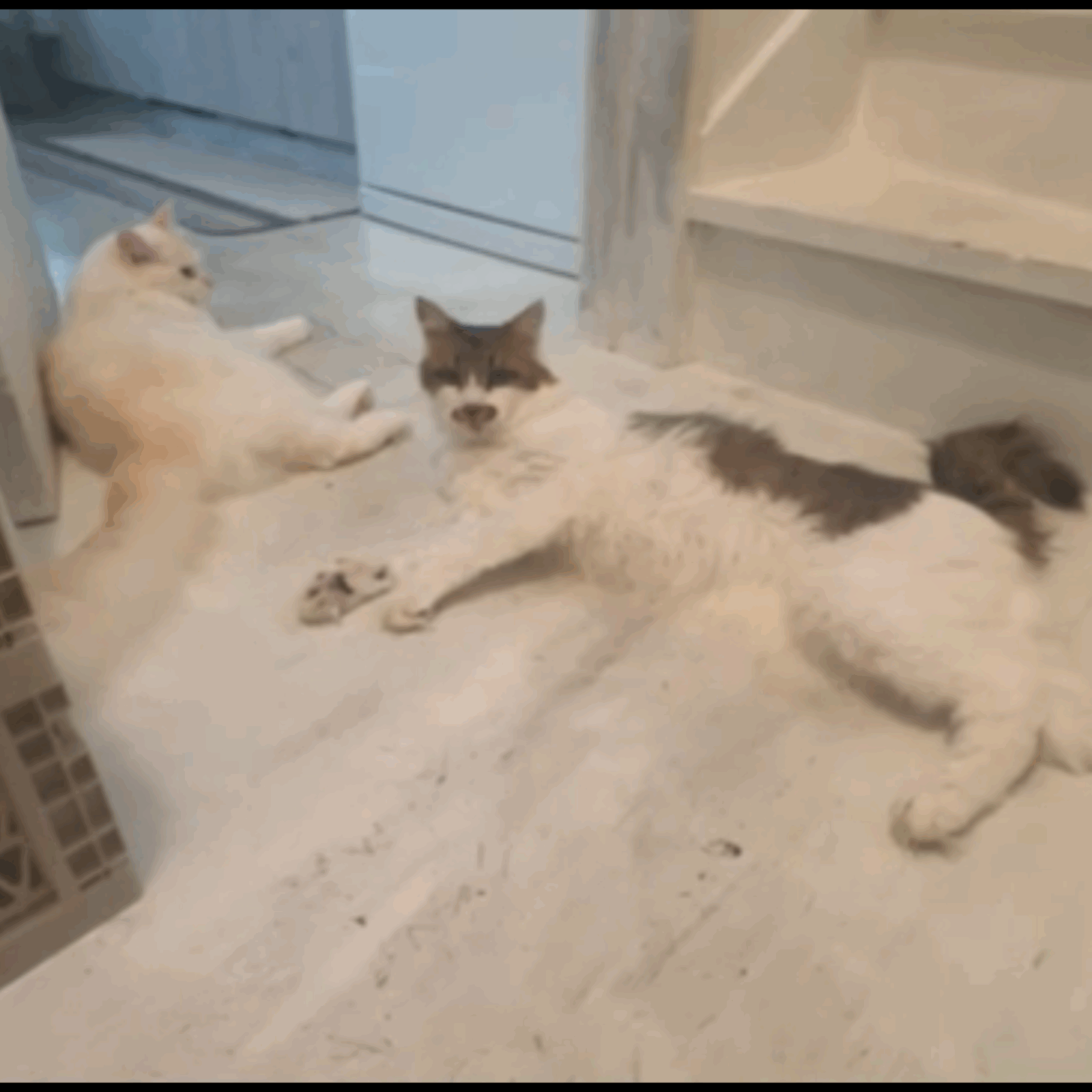 😺初めましてのお友達✨