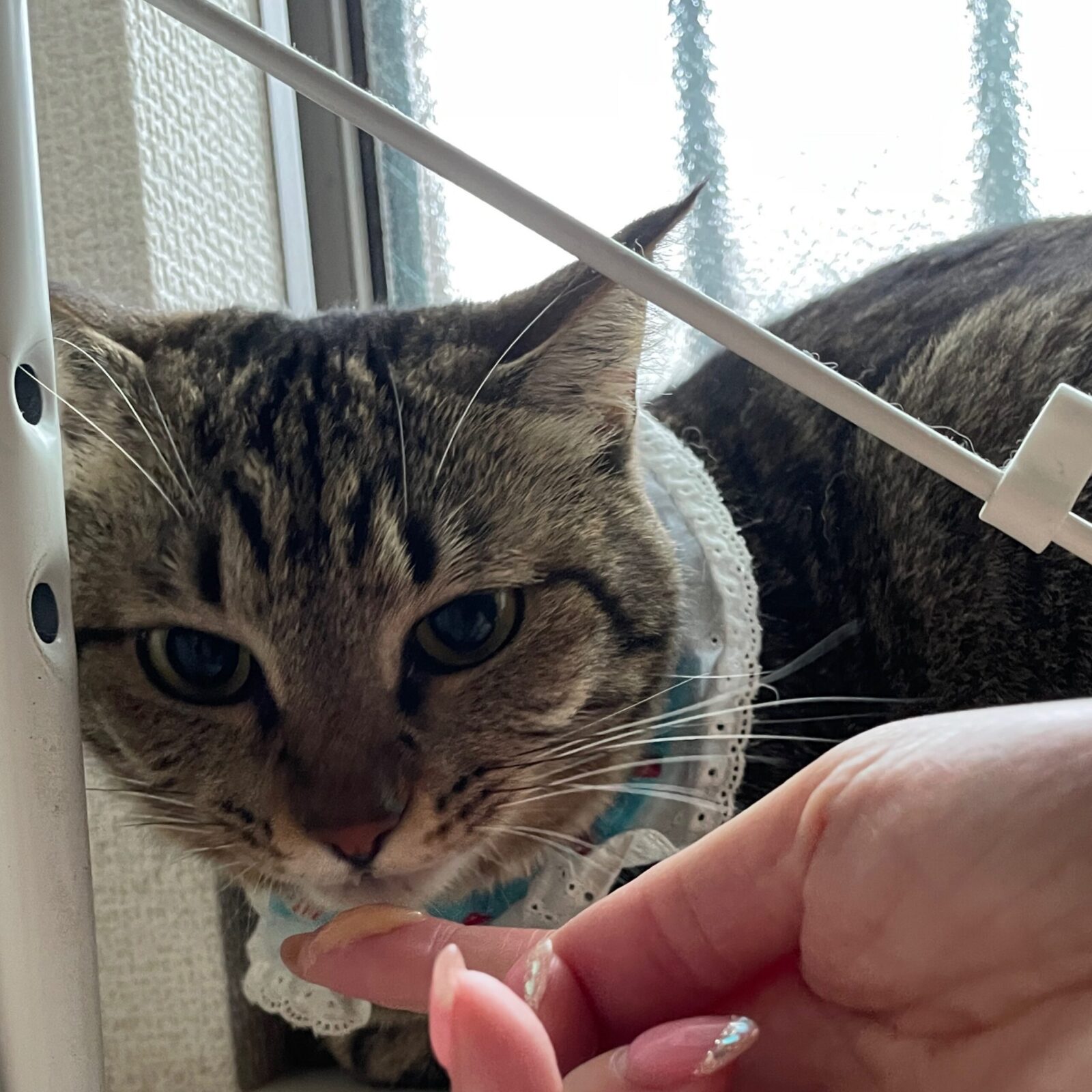 🐱頑張ったね！🐱