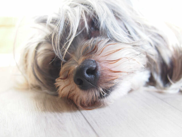 激しい嘔吐が止まらない！犬にも起こる膵炎について