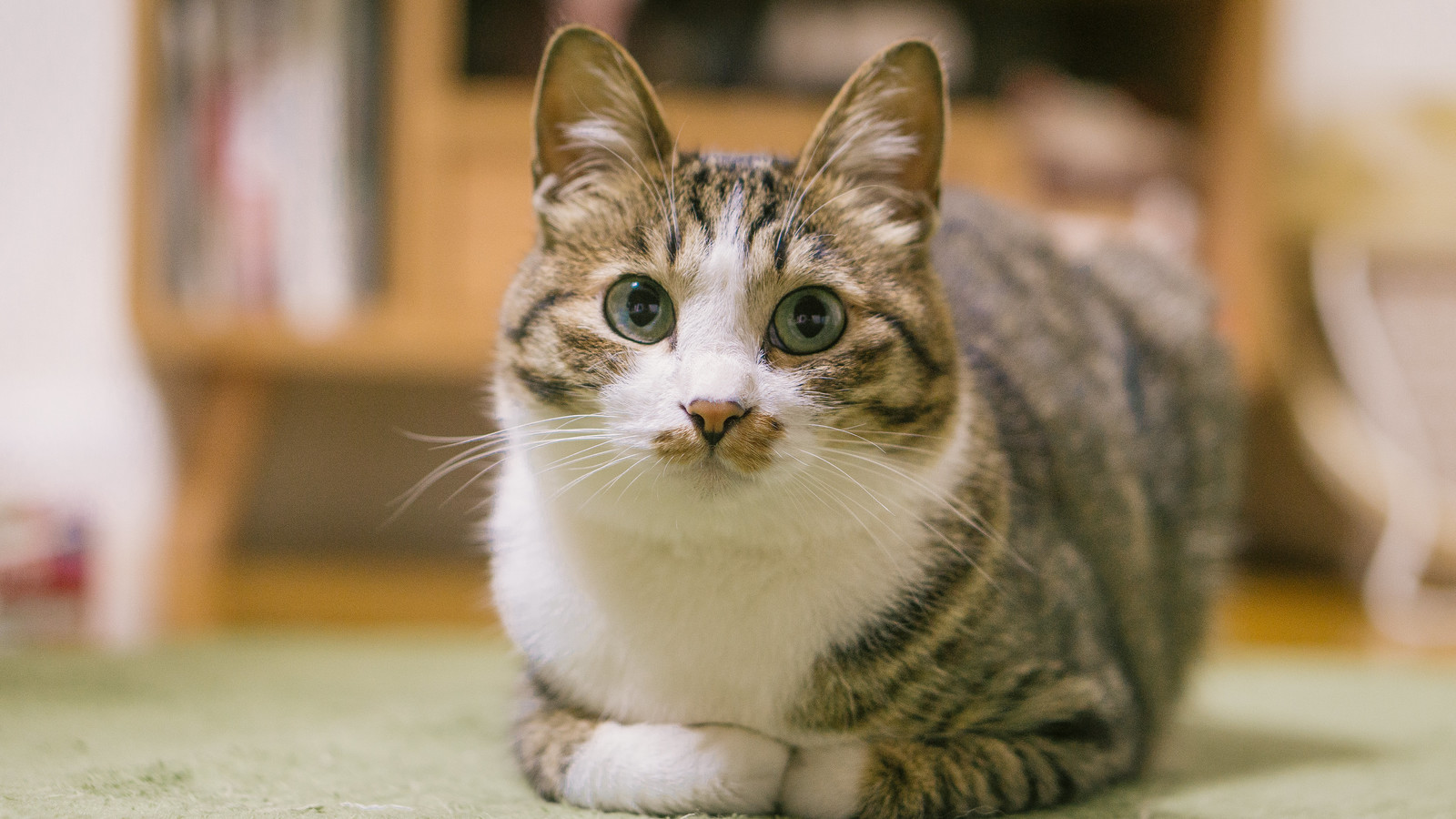 「猫の日」はこんなにあった 日本と世界の猫の日