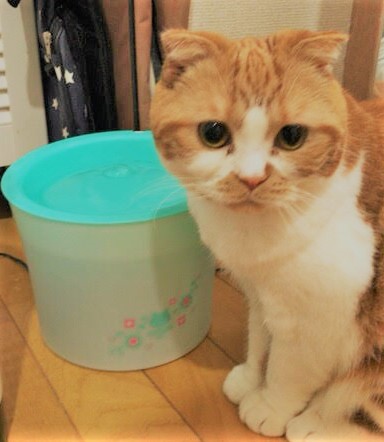 川口市　ググ君、コゲマルちゃん　お世話　キャットシッター