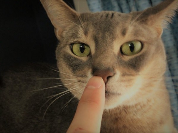 川口市　アビシニアン　ユーリ君　初回訪問