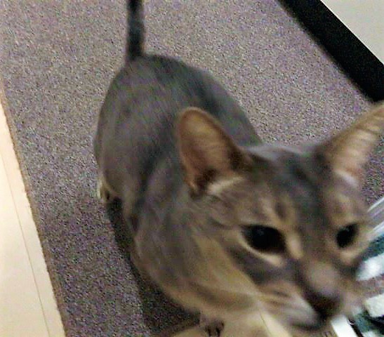 川口市　アビシニアン　ユーリ君　キャットシッター