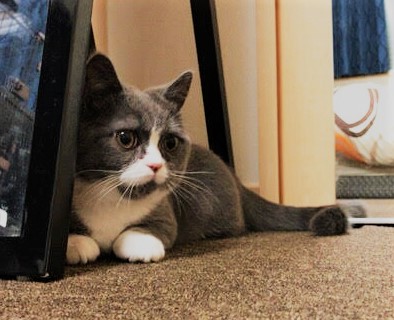 川口市　万次郎君　猫　キャットシッター　1日目