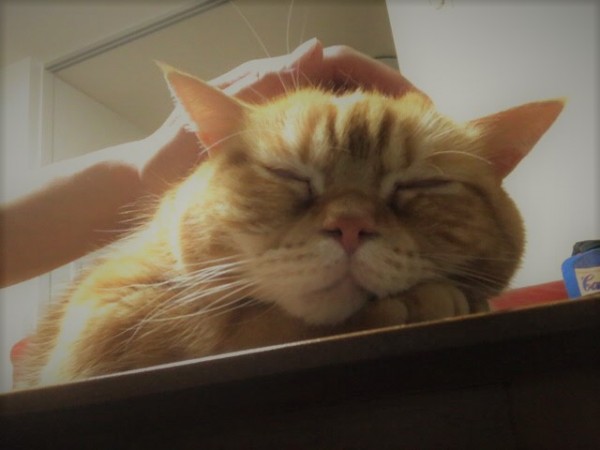 蕨市　虎次郎君、小鉄君　猫　Part1