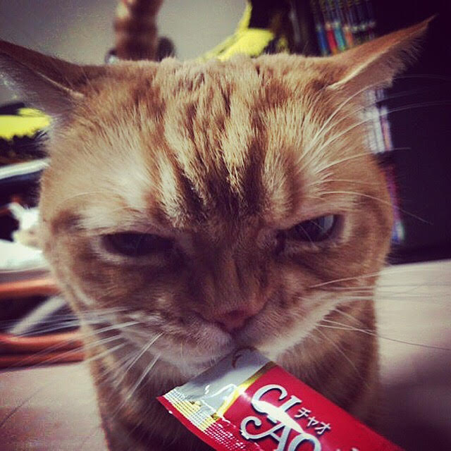 蕨市　虎次郎君、小鉄君　猫　Part2