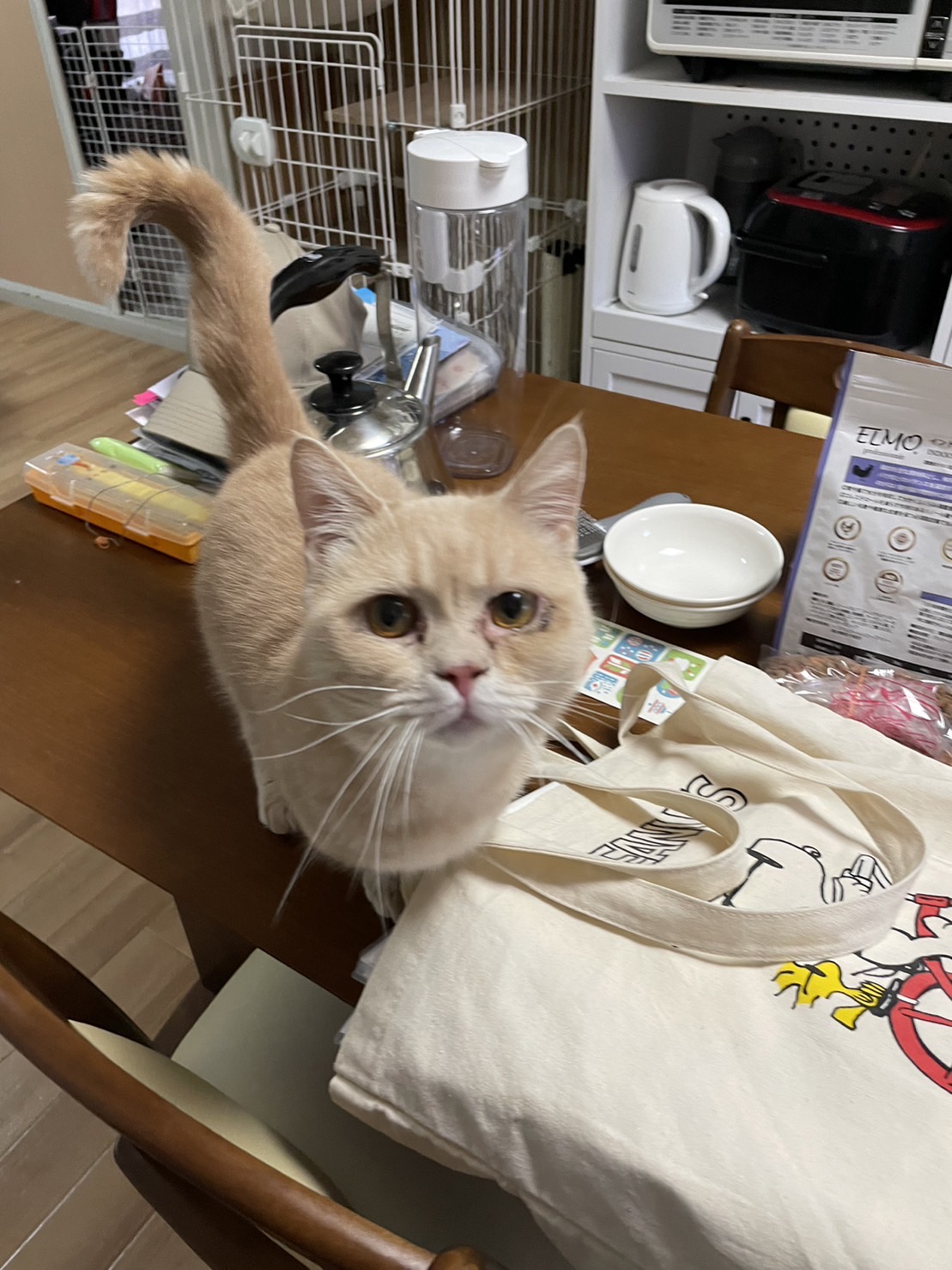 ペットシッター