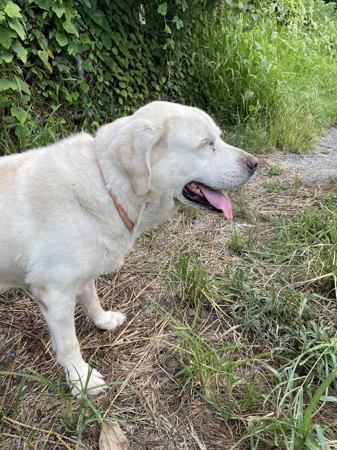 ペットシッター