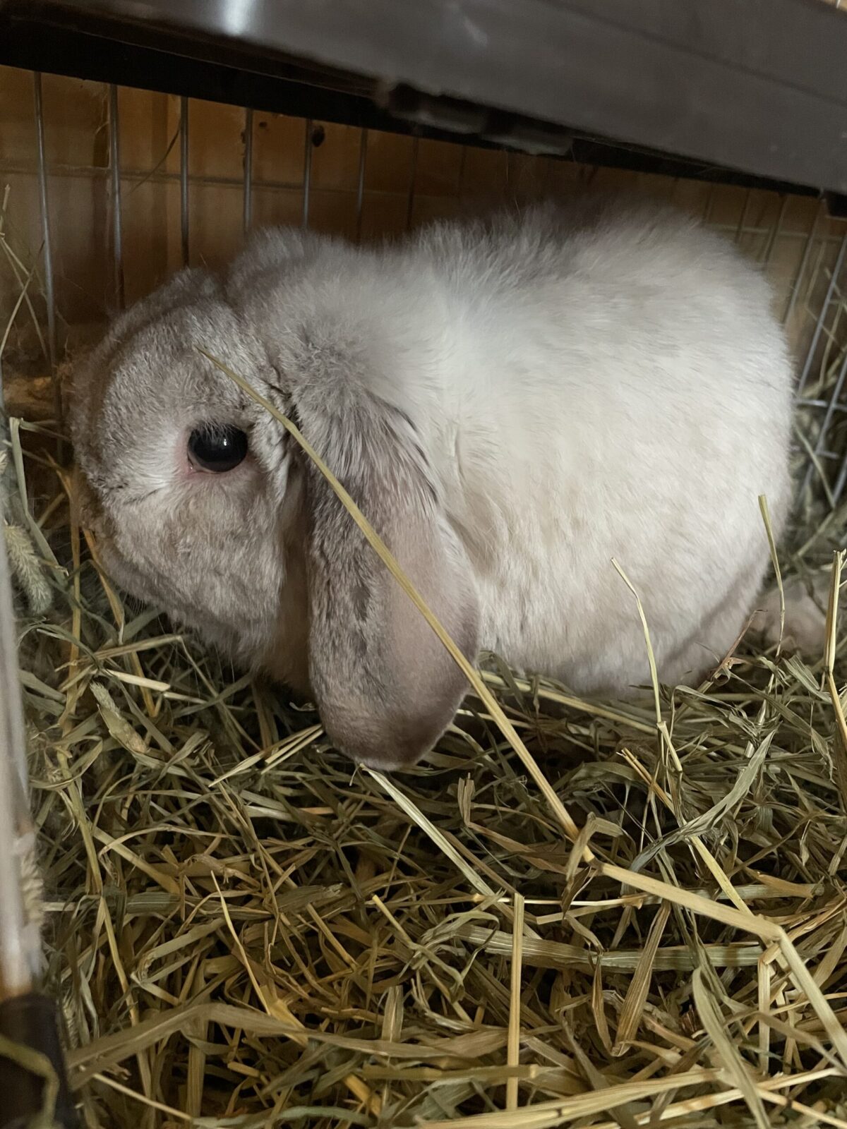 ペットシッター