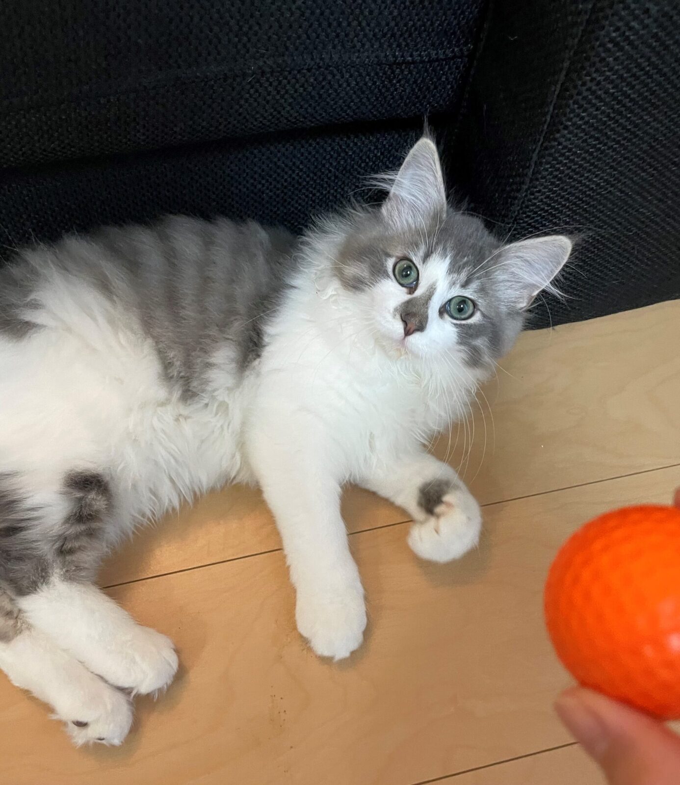 ペットシッター