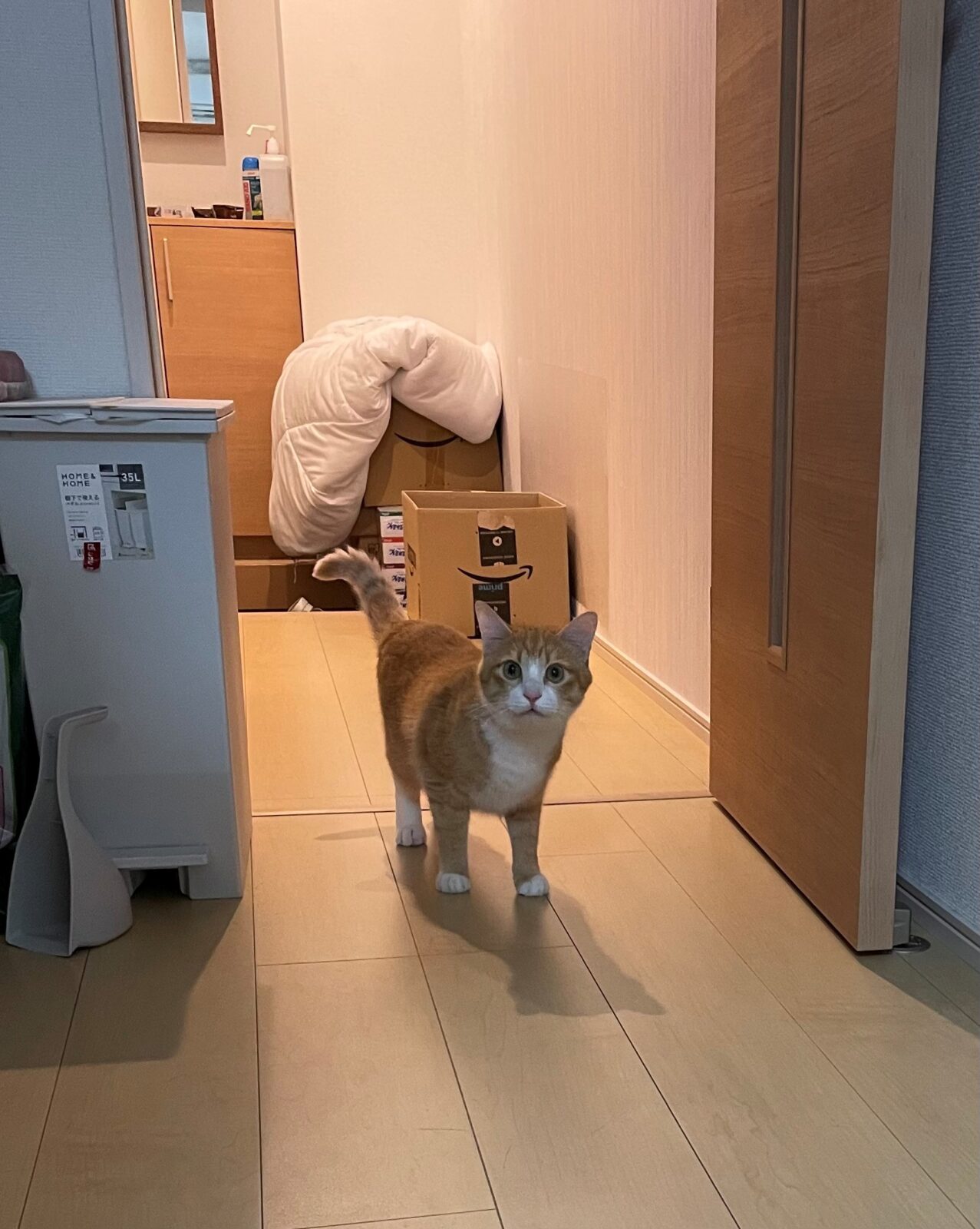 キャットシッター