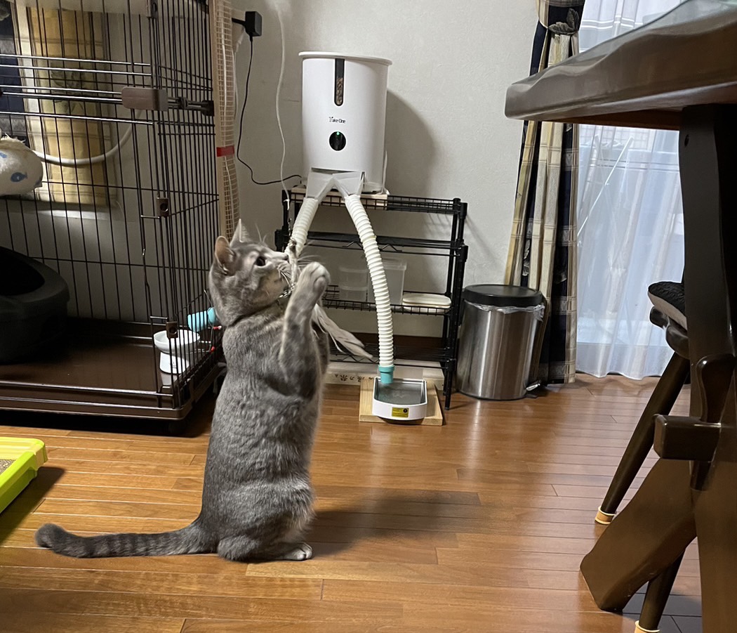 ペットシッター