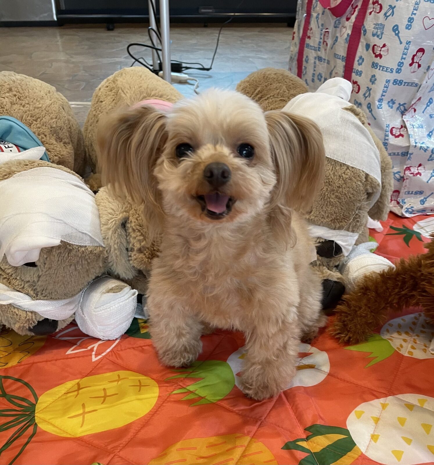 ペットセーバープログラム