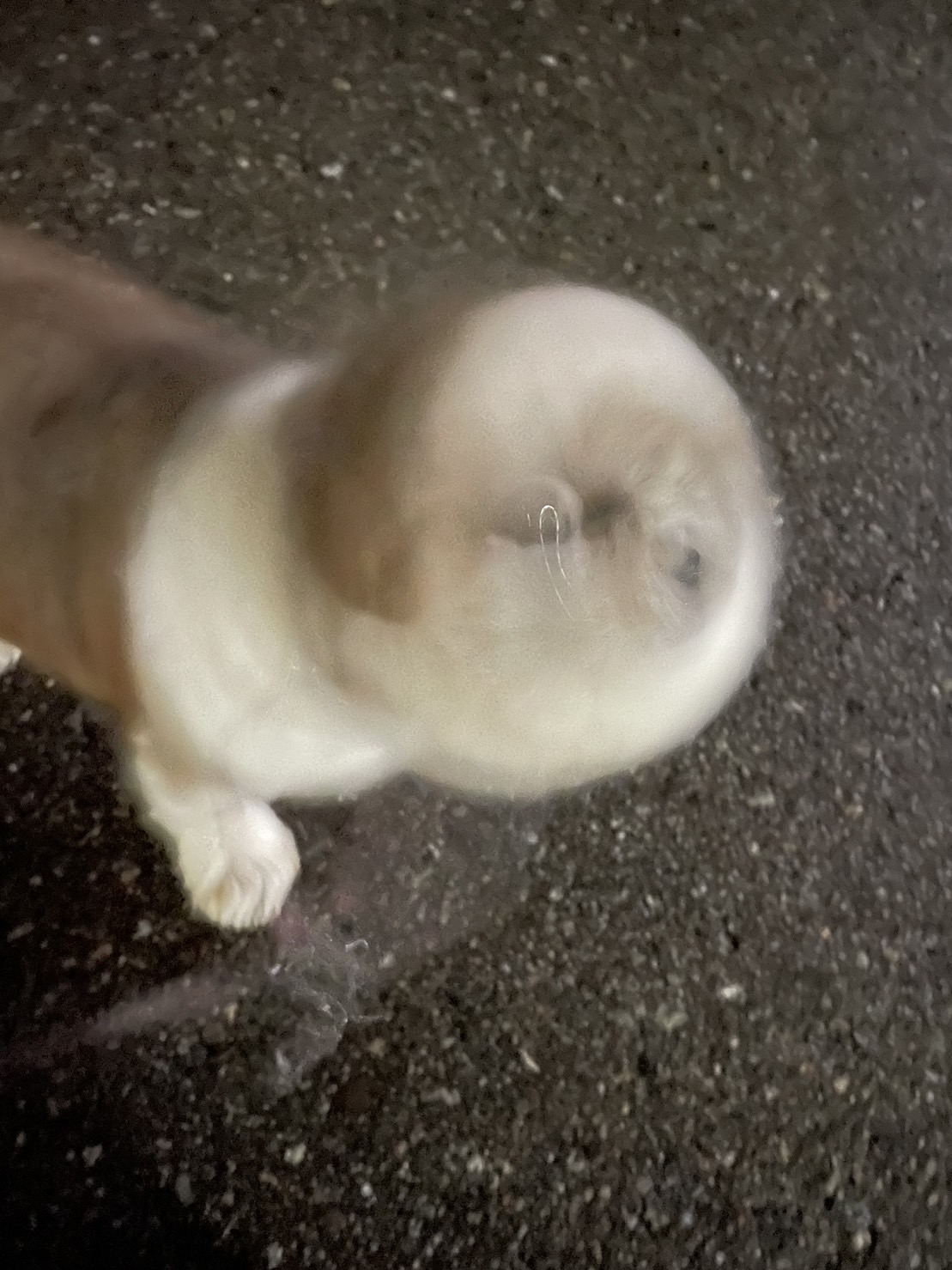 ペットシッター