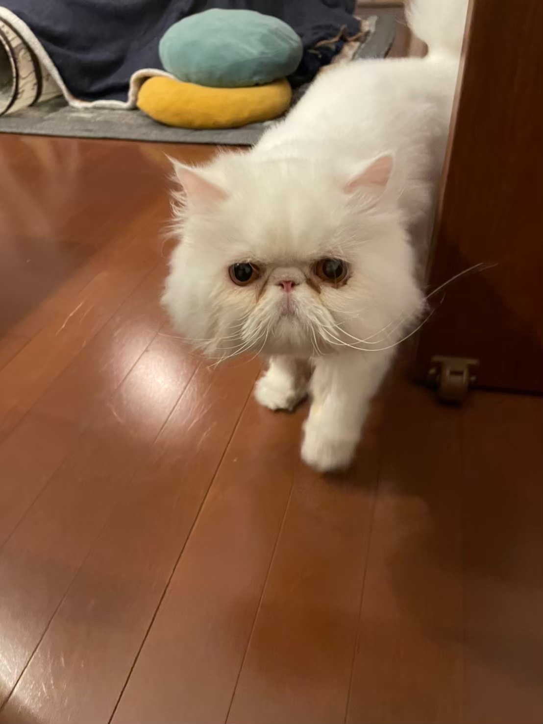 ペットシッター