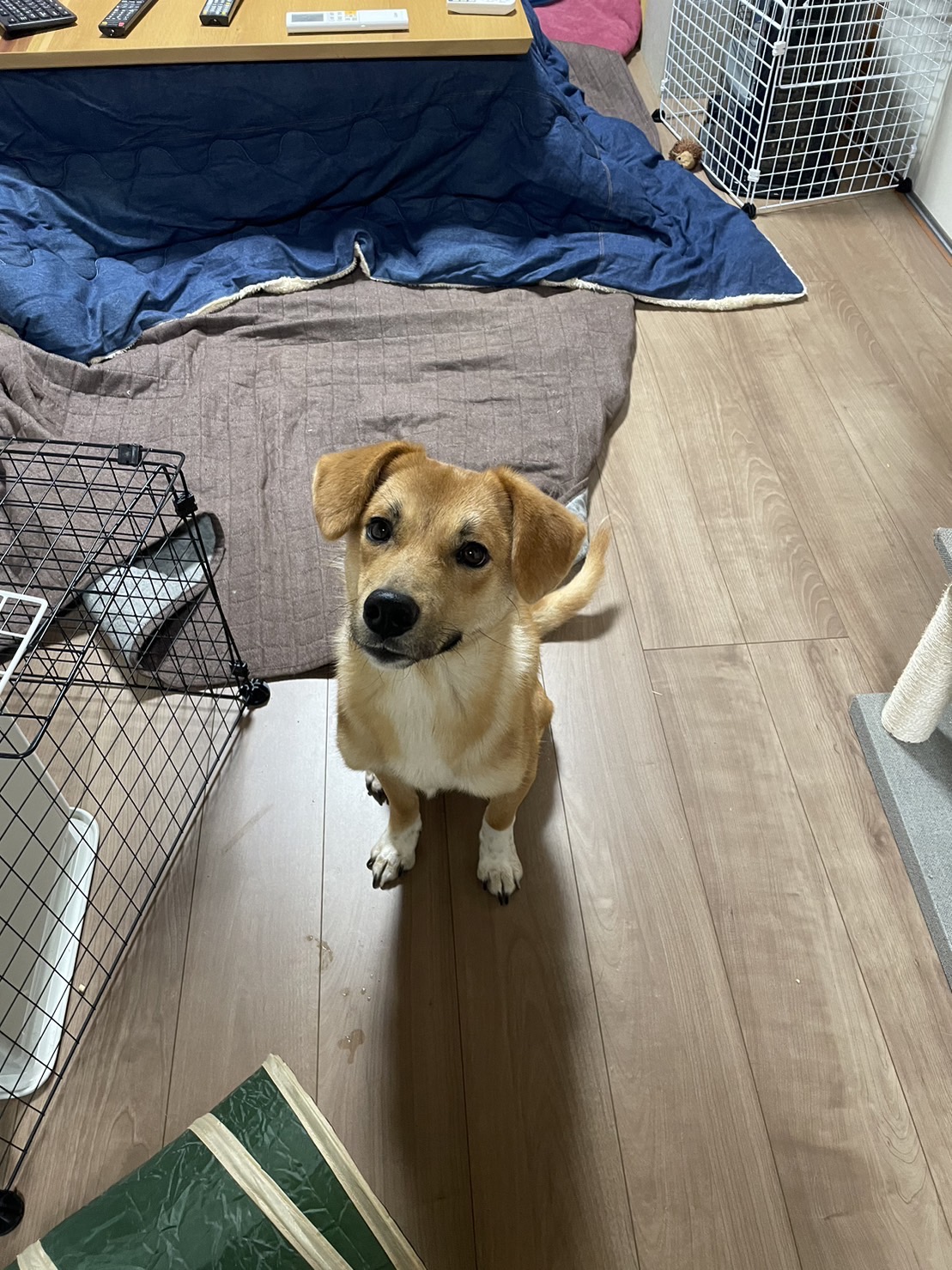 ペットシッター