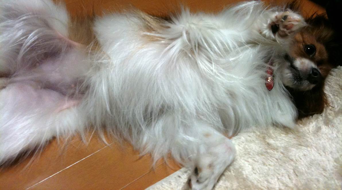 ワンちゃんのお世話の思い出