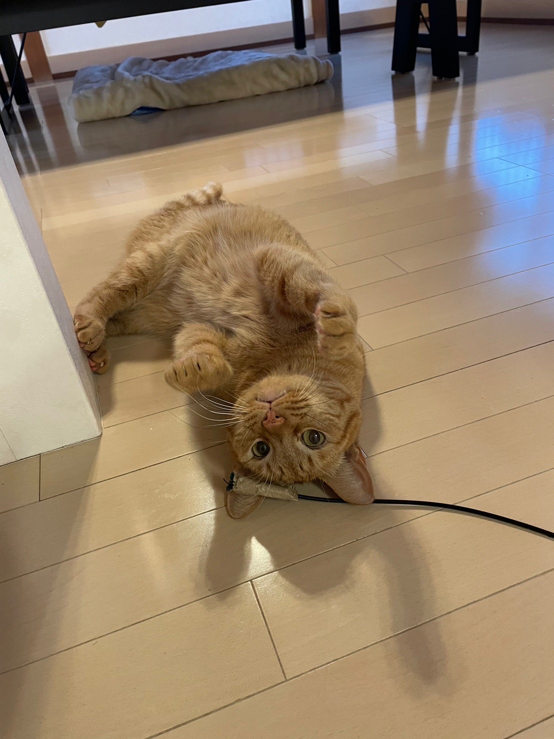 ペットシッター