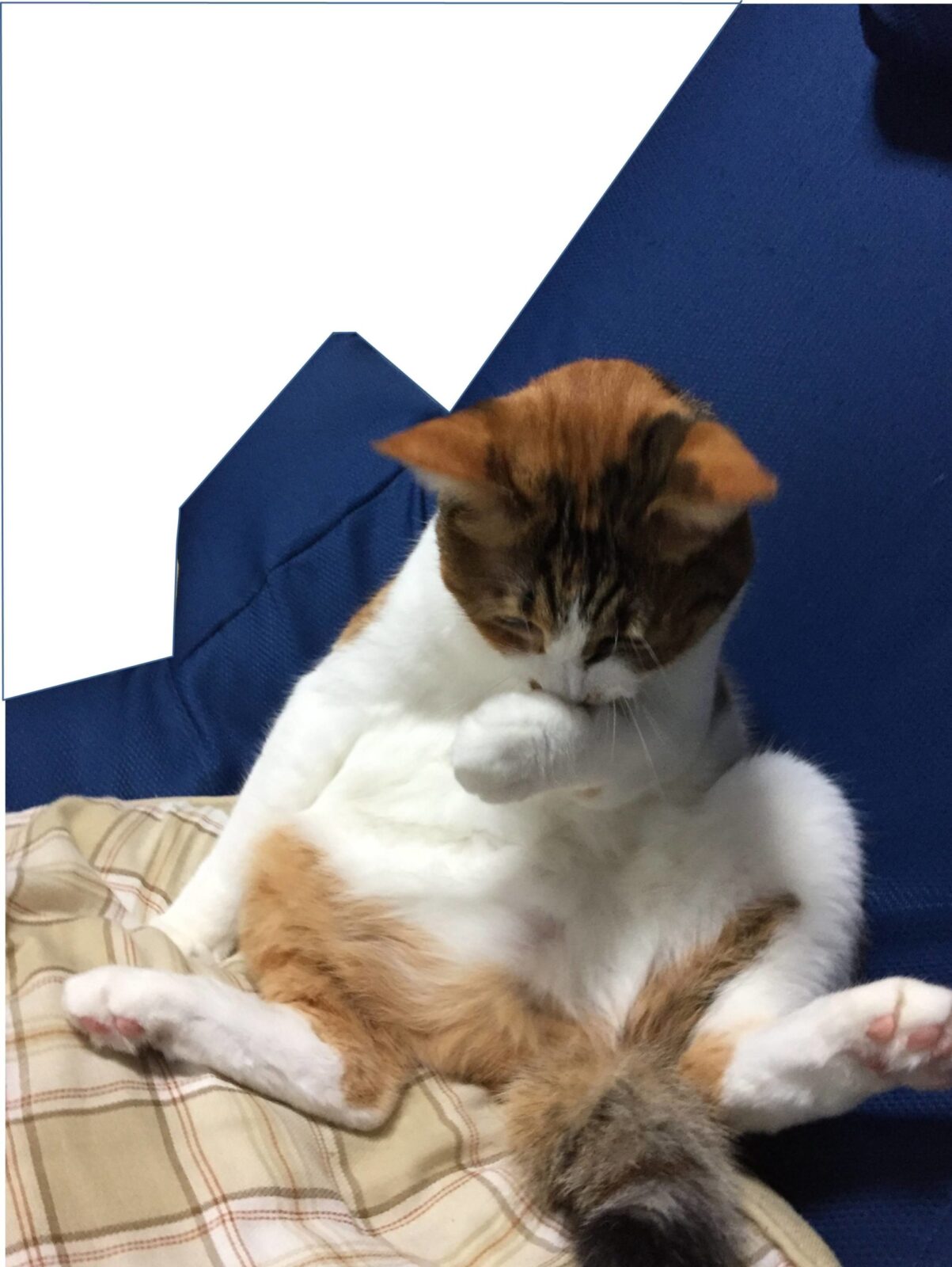 猫の「おしり歩き」は病気のサイン?