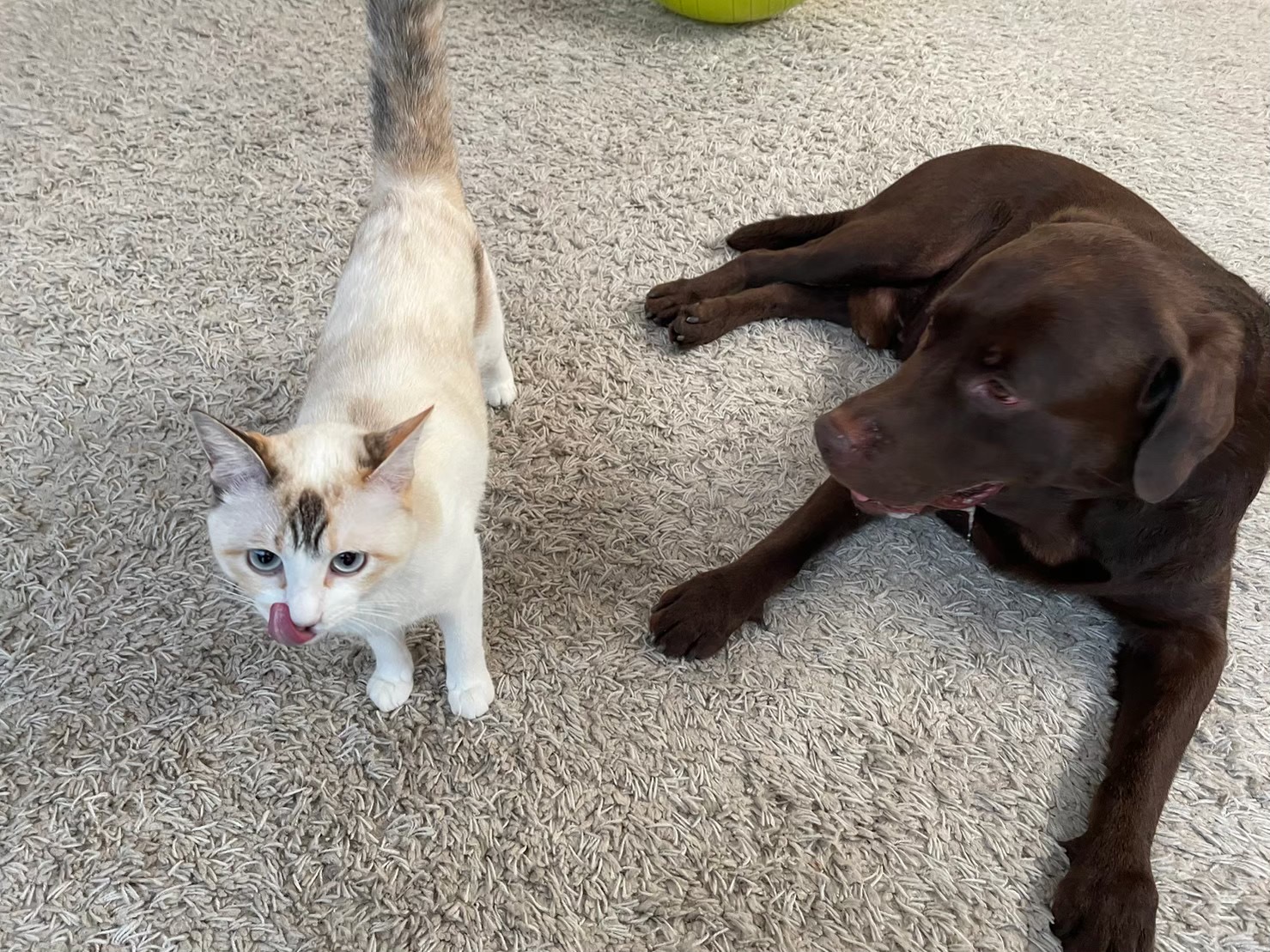 ペットシッター