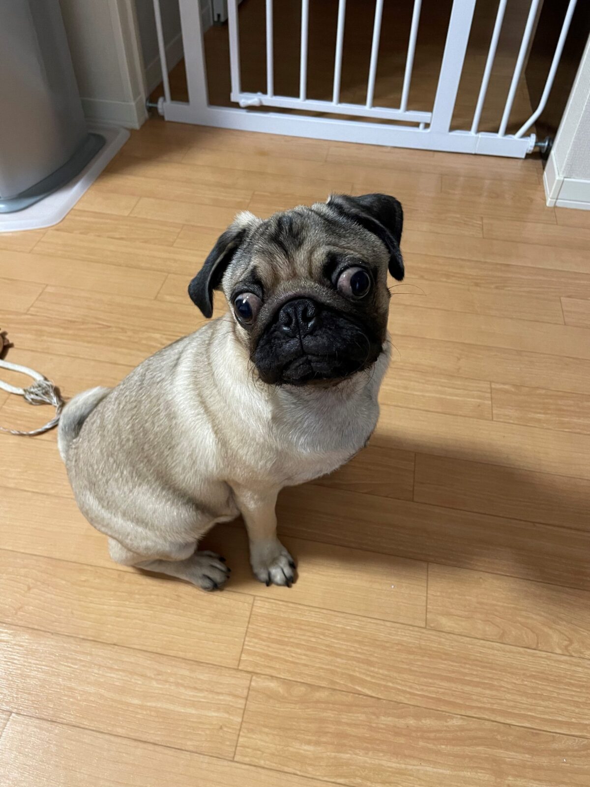 ペットシッター