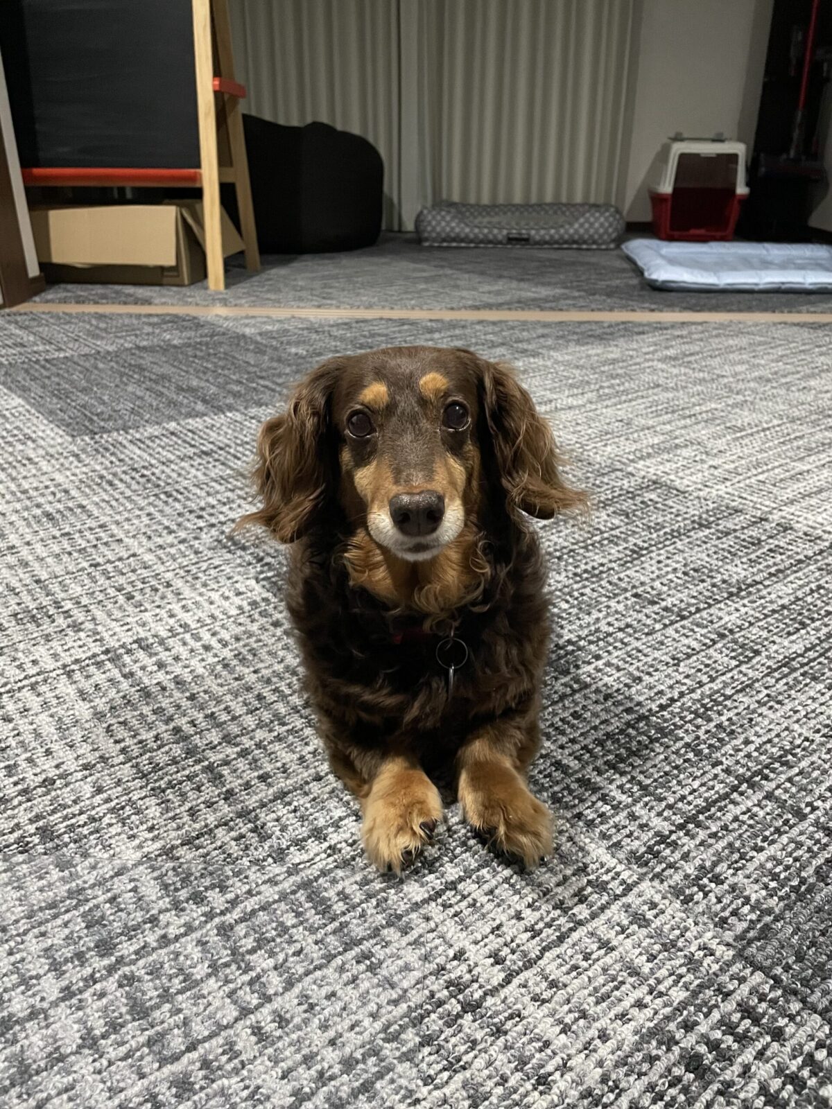 ペットシッター