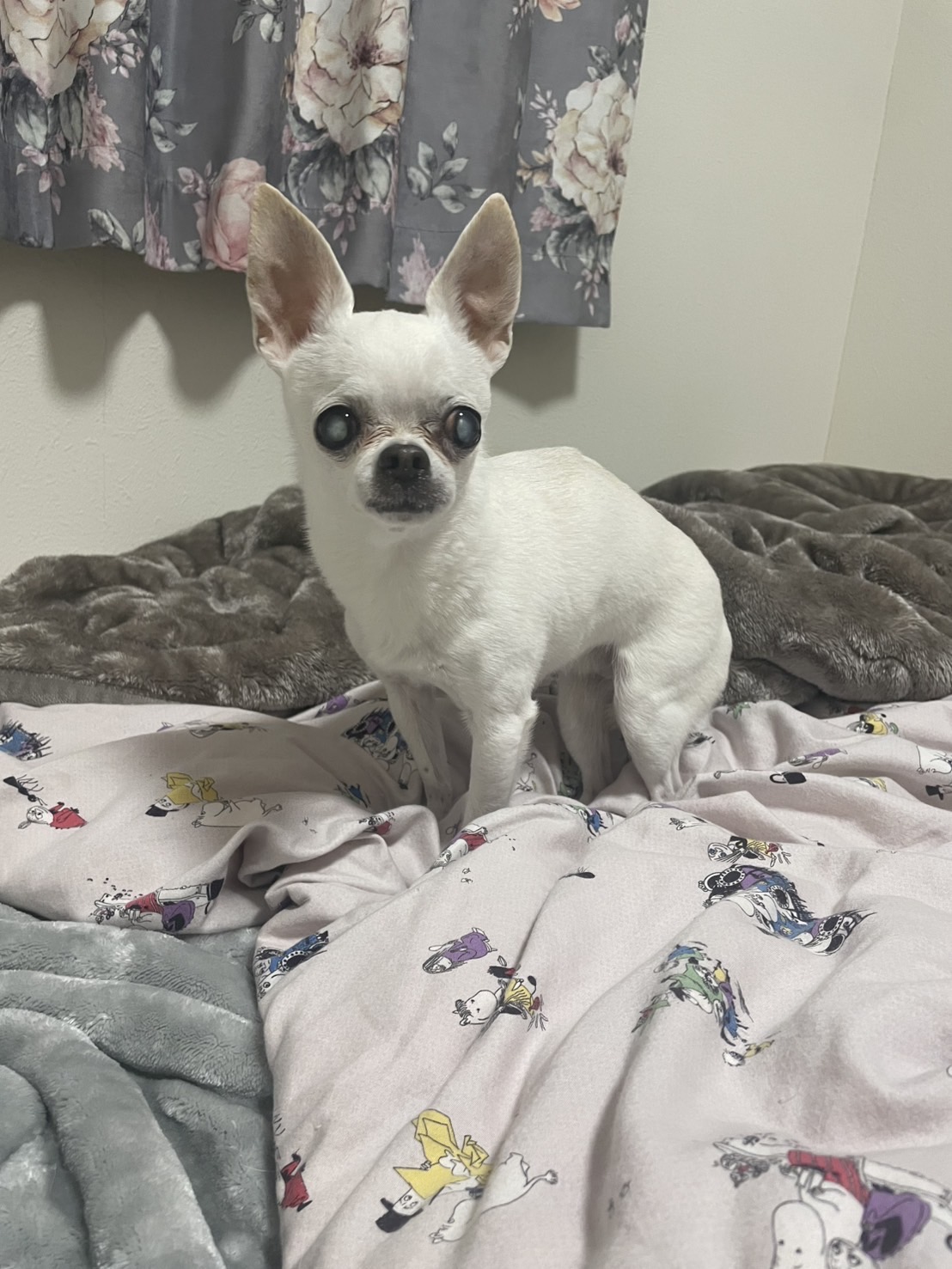 ペットシッター