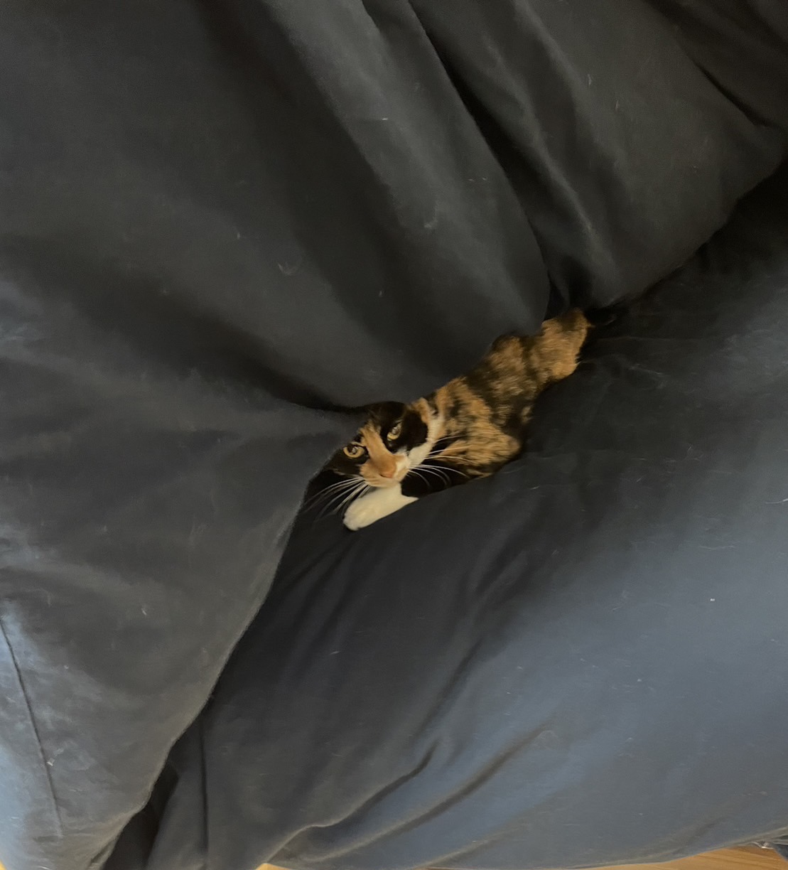 ペットシッター