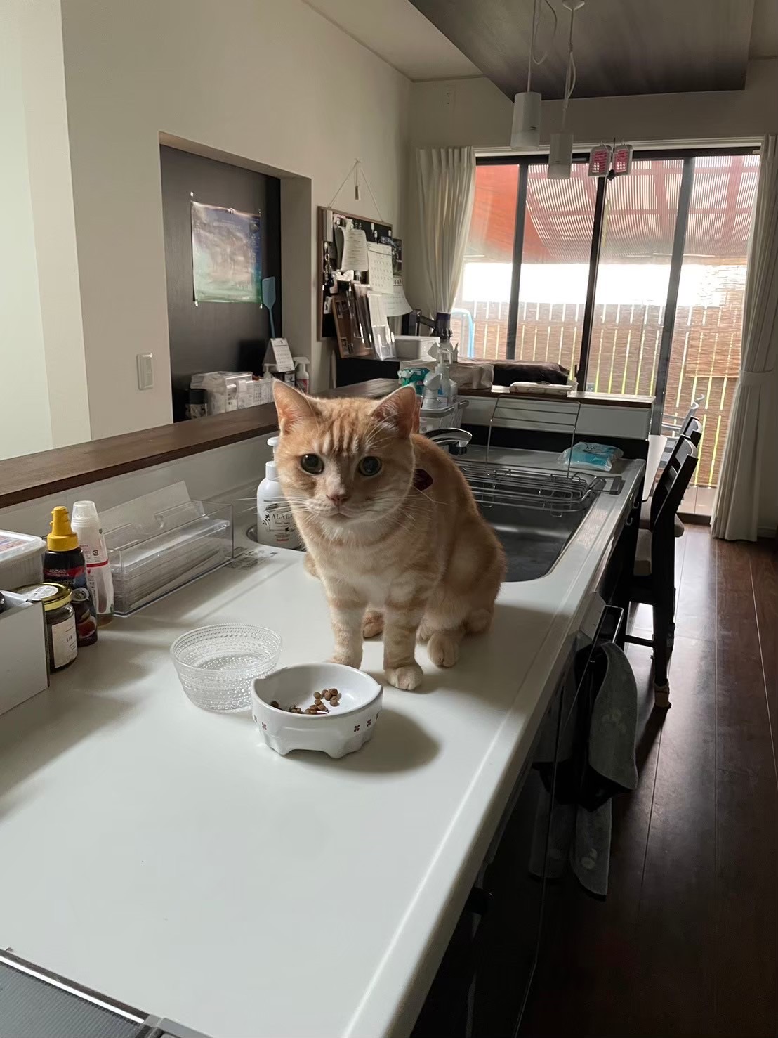 ペットシッター