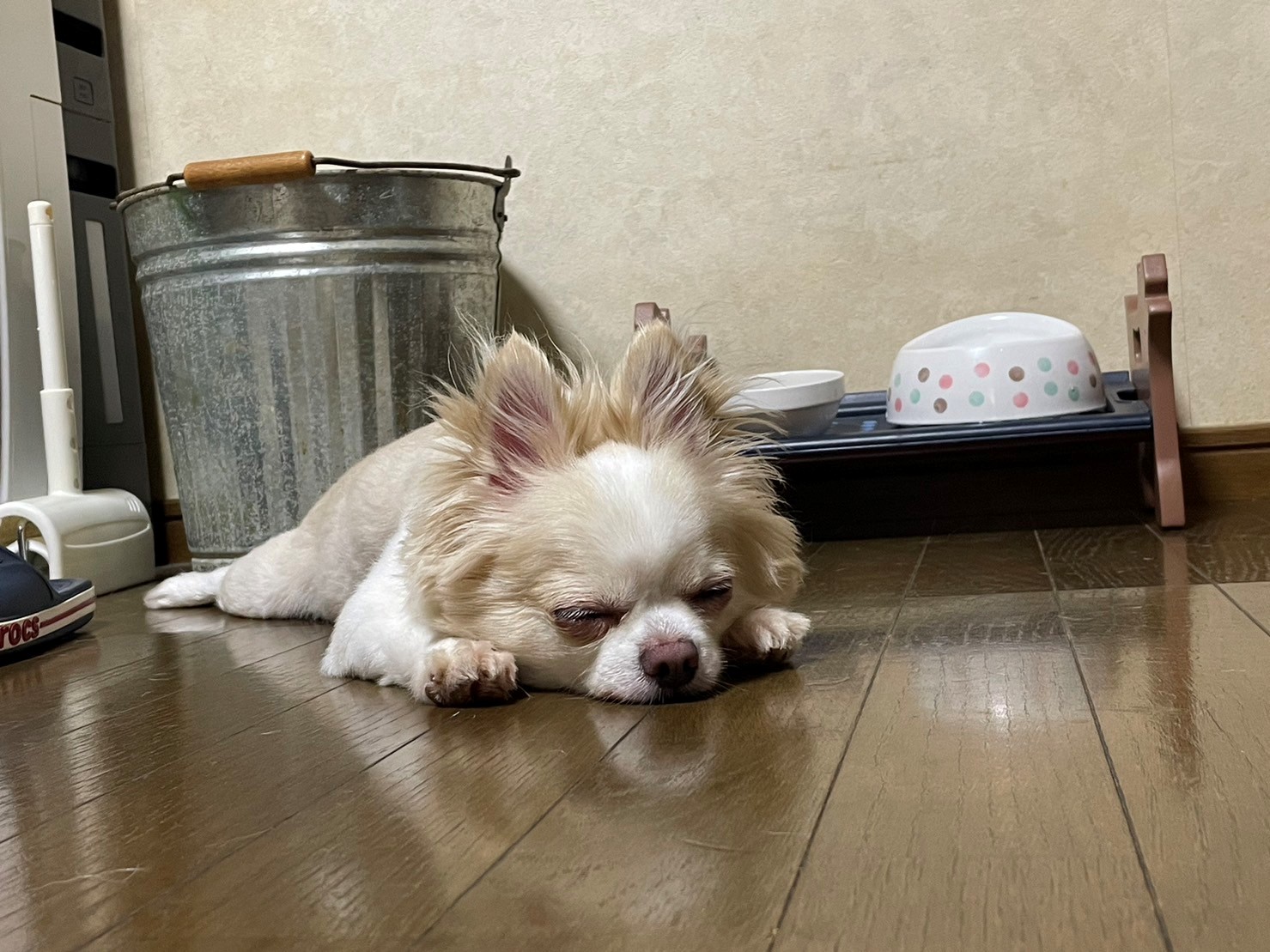 ペットシッター