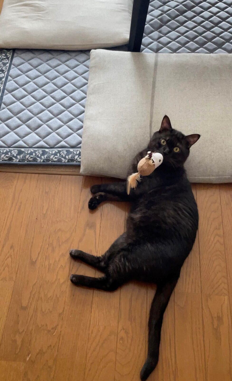 ペットシッター