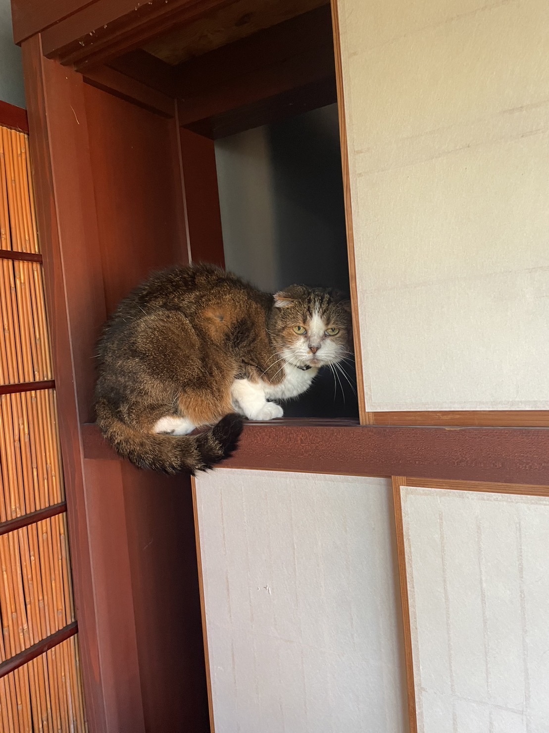 ペットシッター