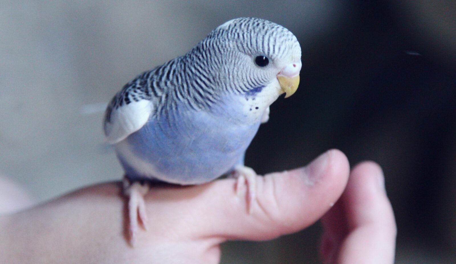 急な時の為にご登録を！