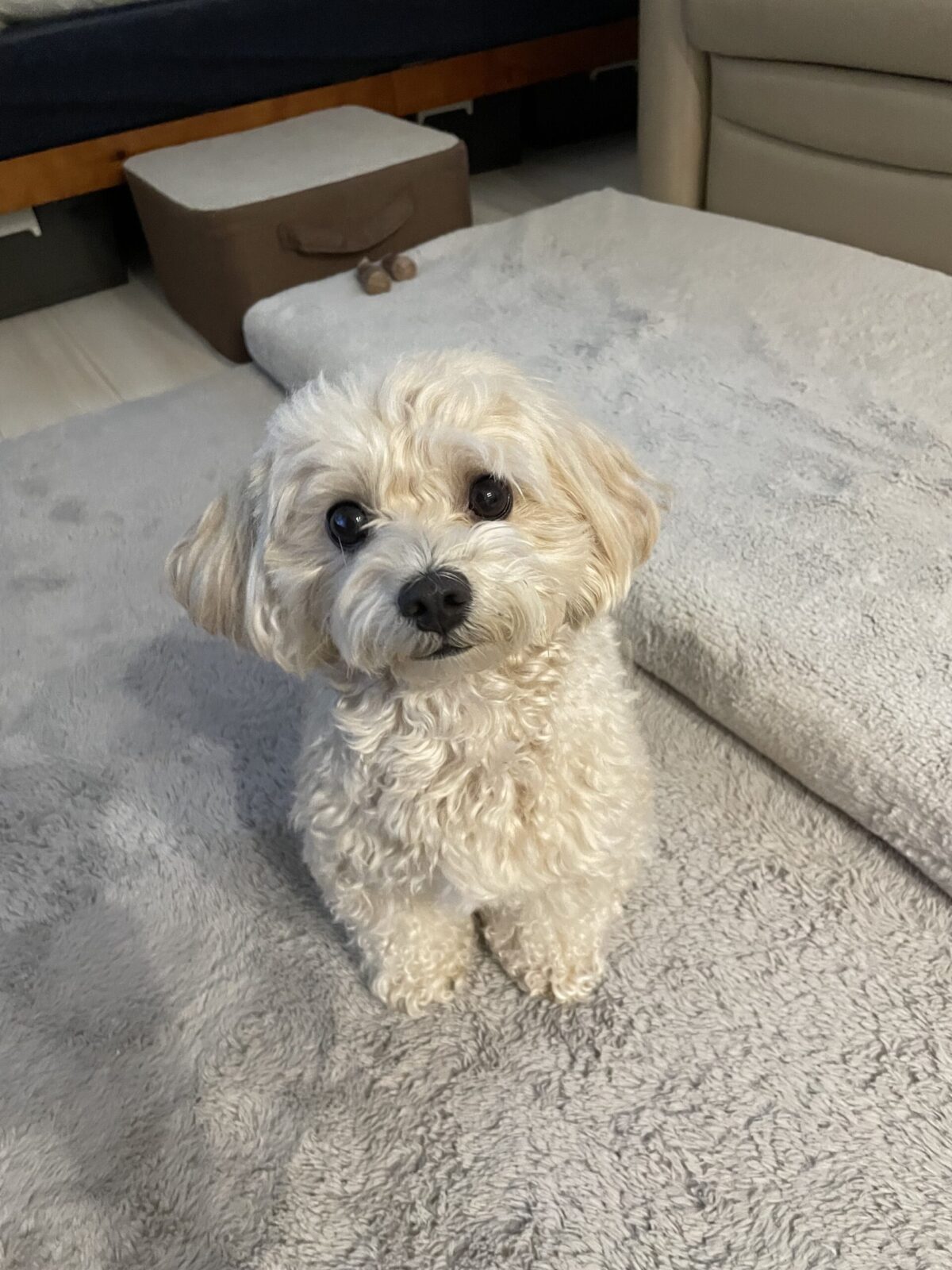 ペットシッター