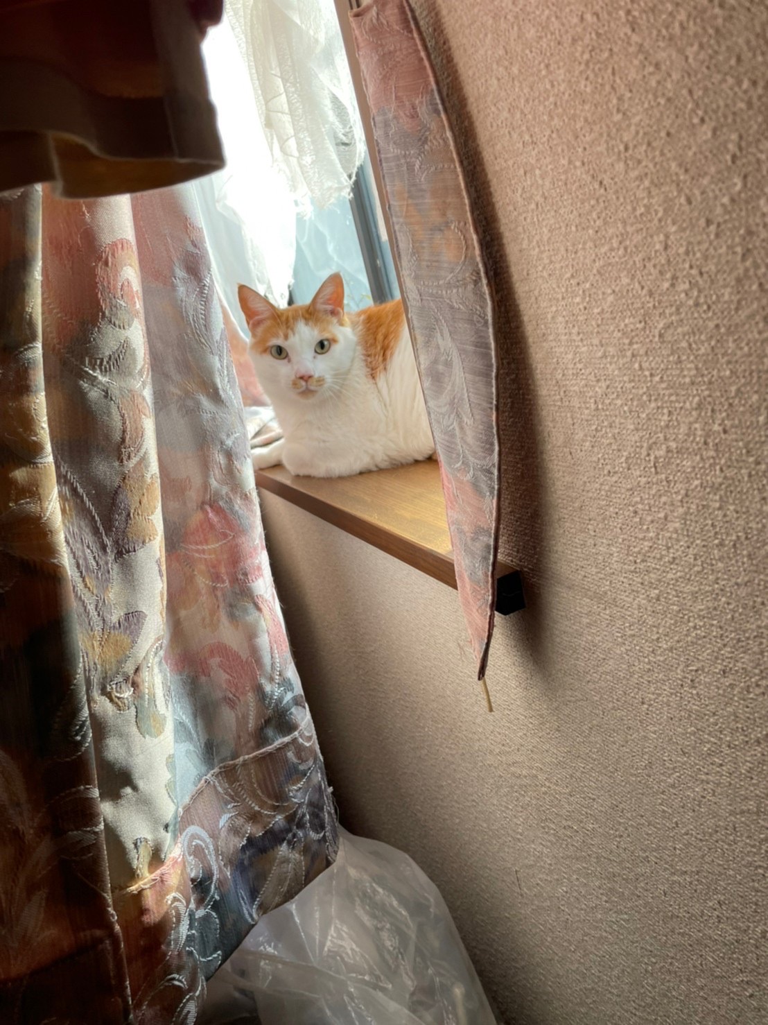 ペットシッター