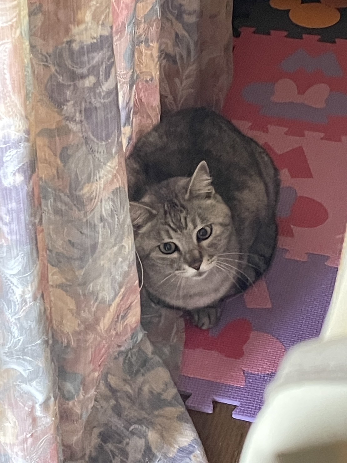 ペットシッター