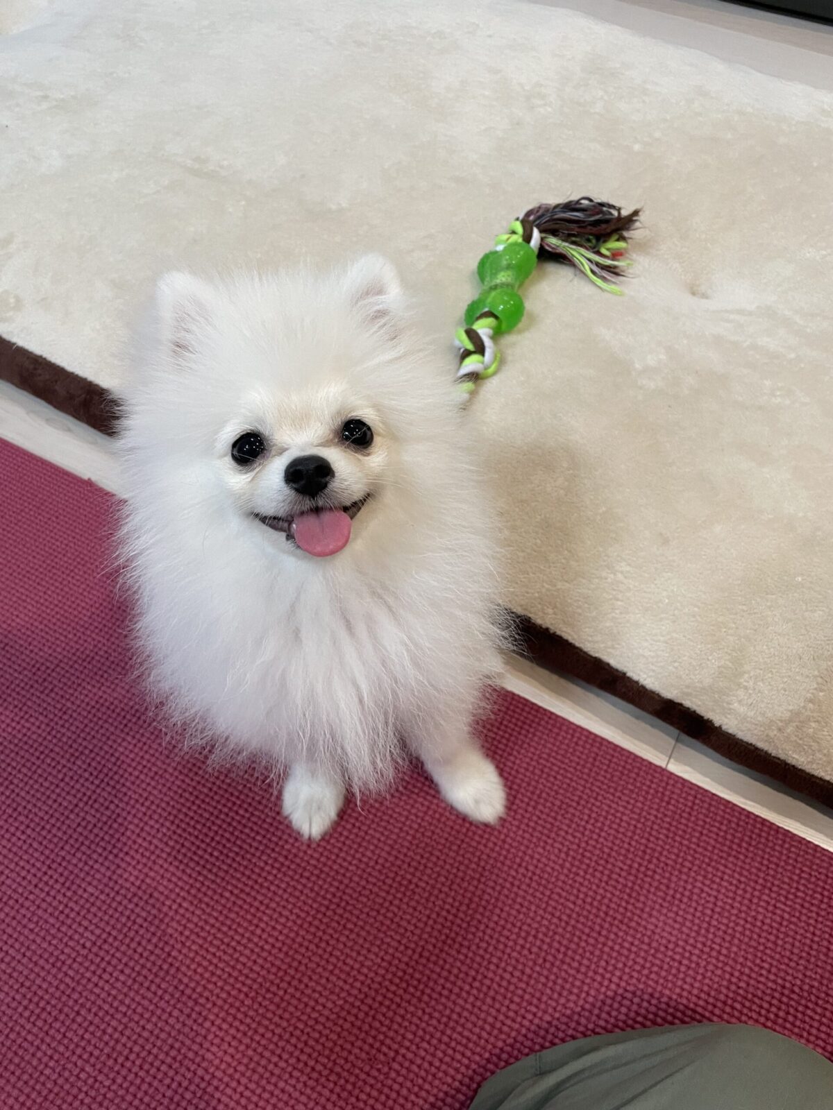 ペットシッター