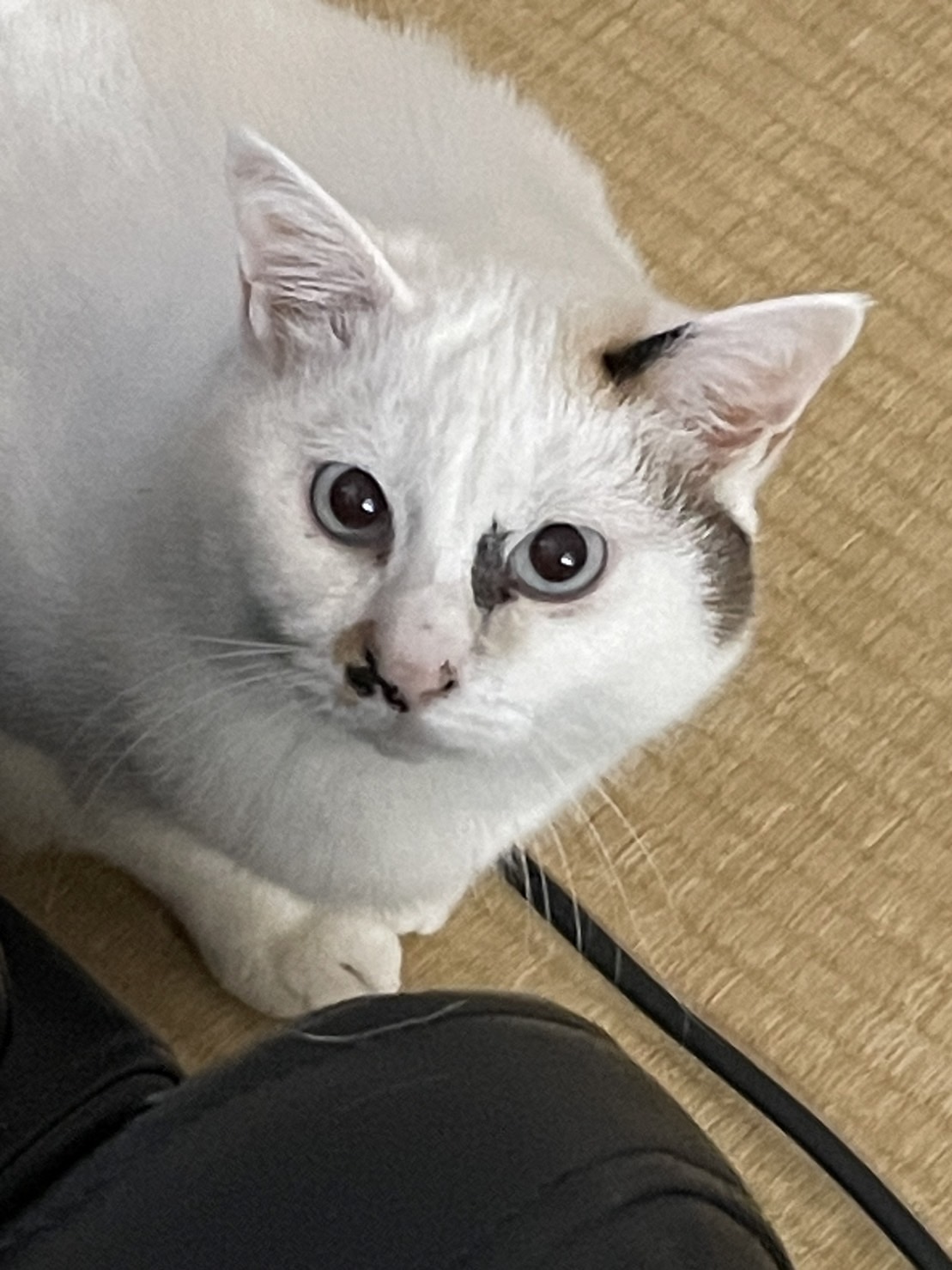 ペットシッター