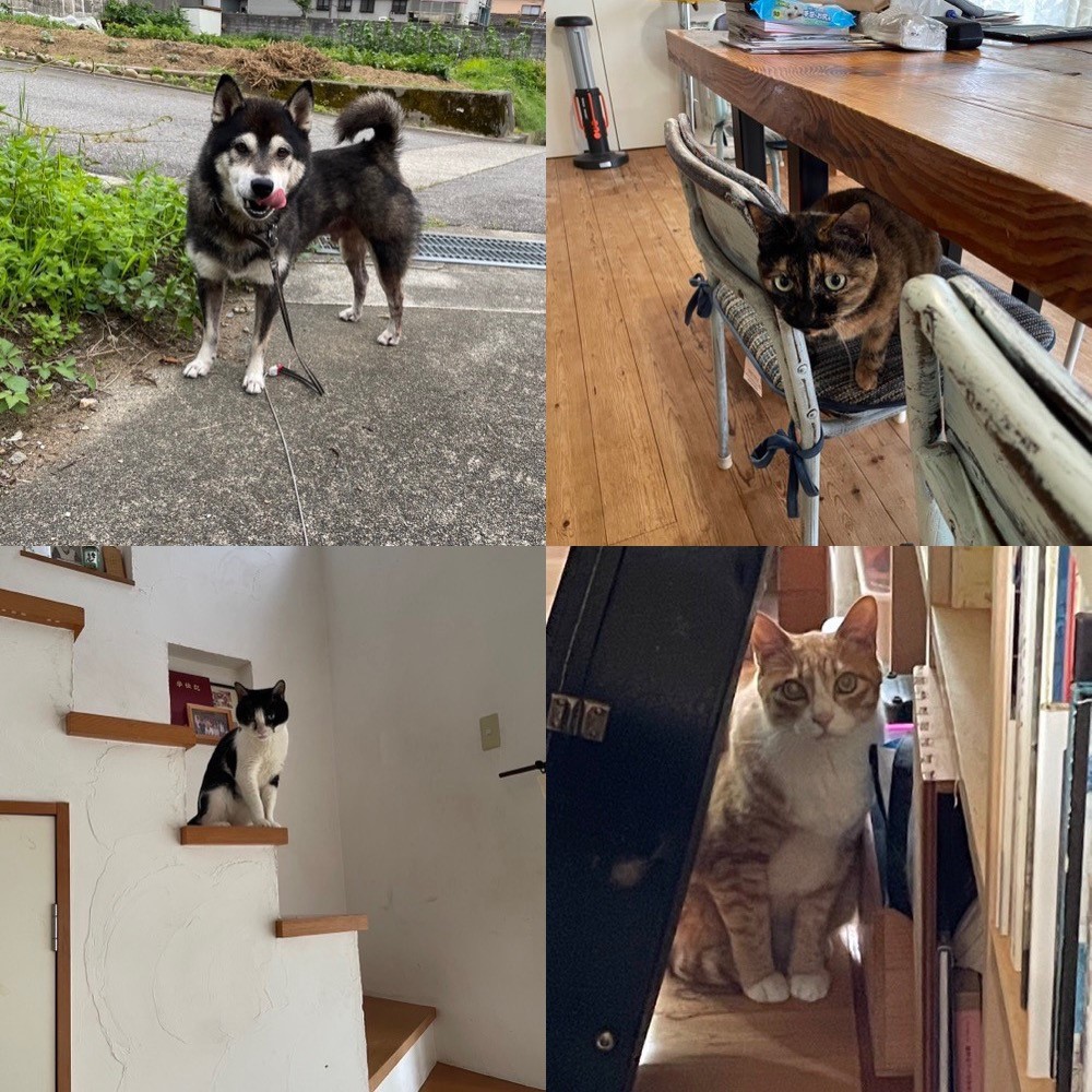 ペットシッター