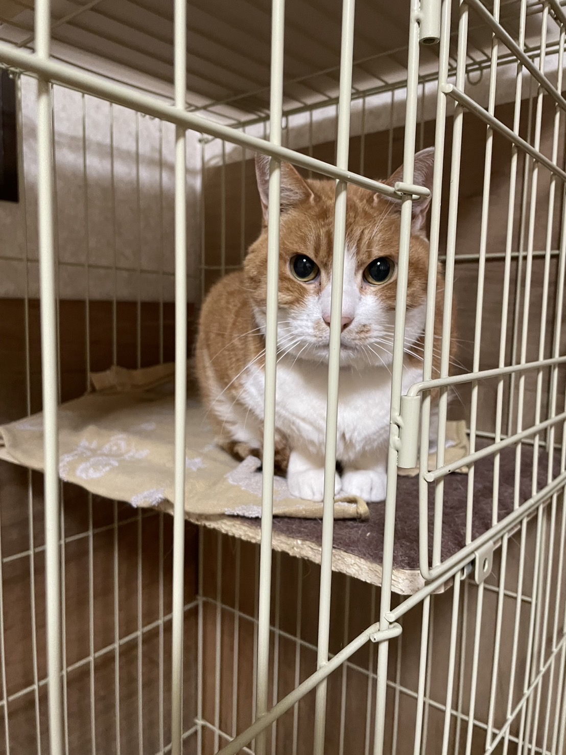 ペットシッター