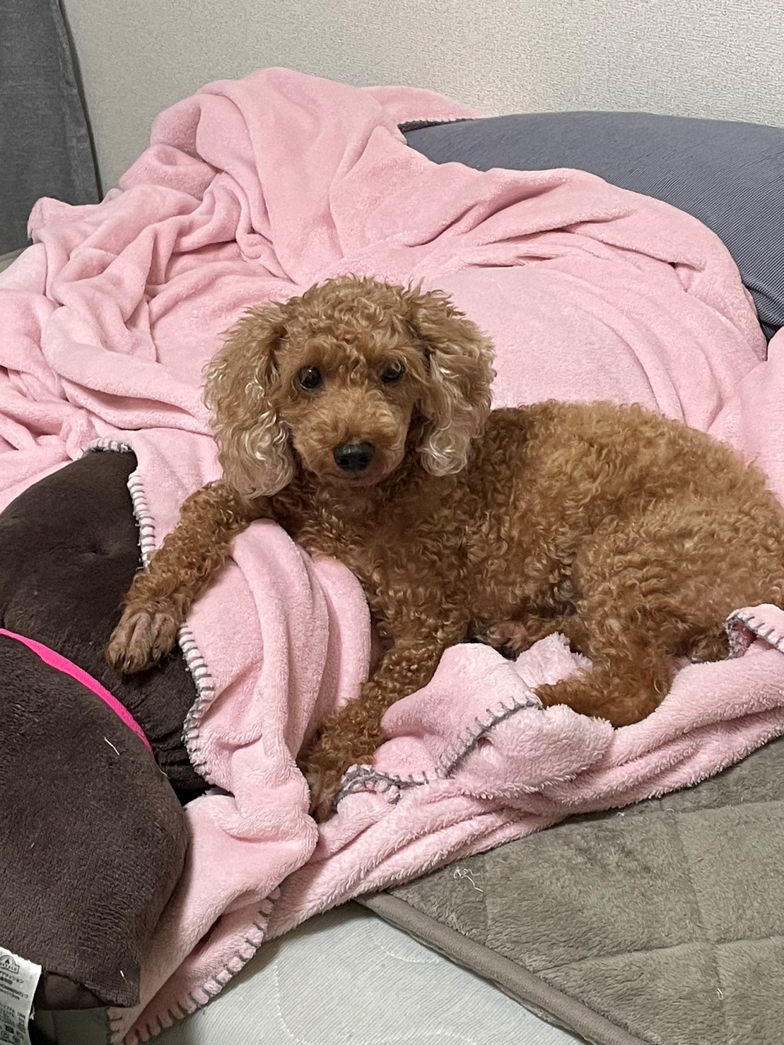 ペットシッター