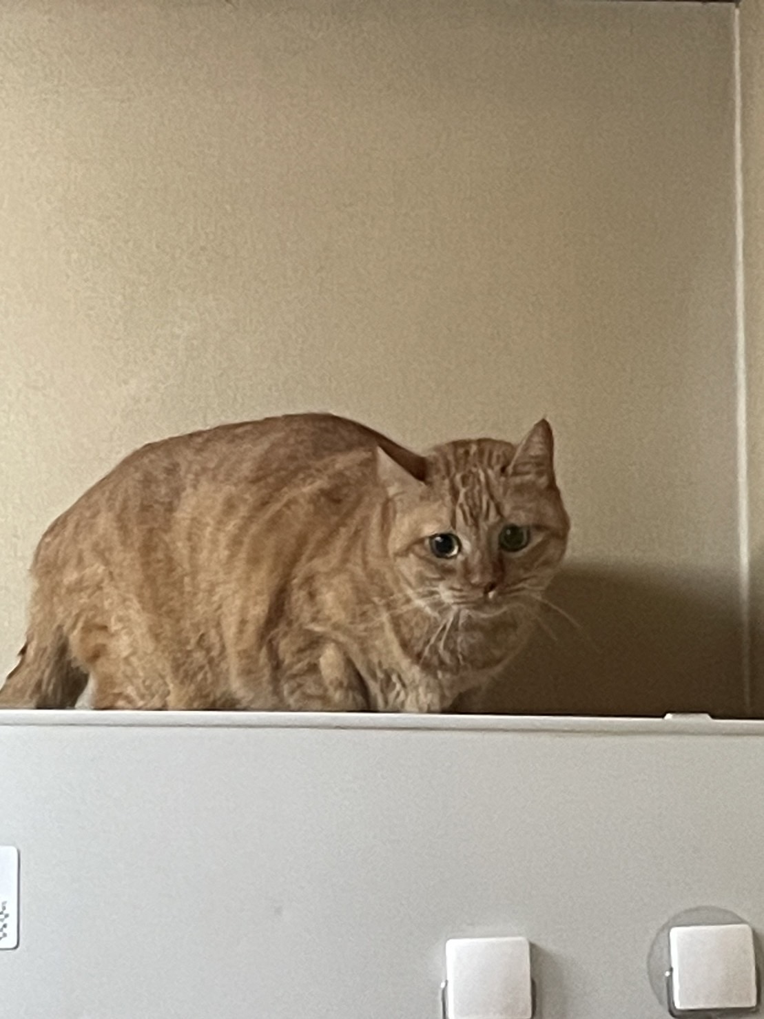 ペットシッター