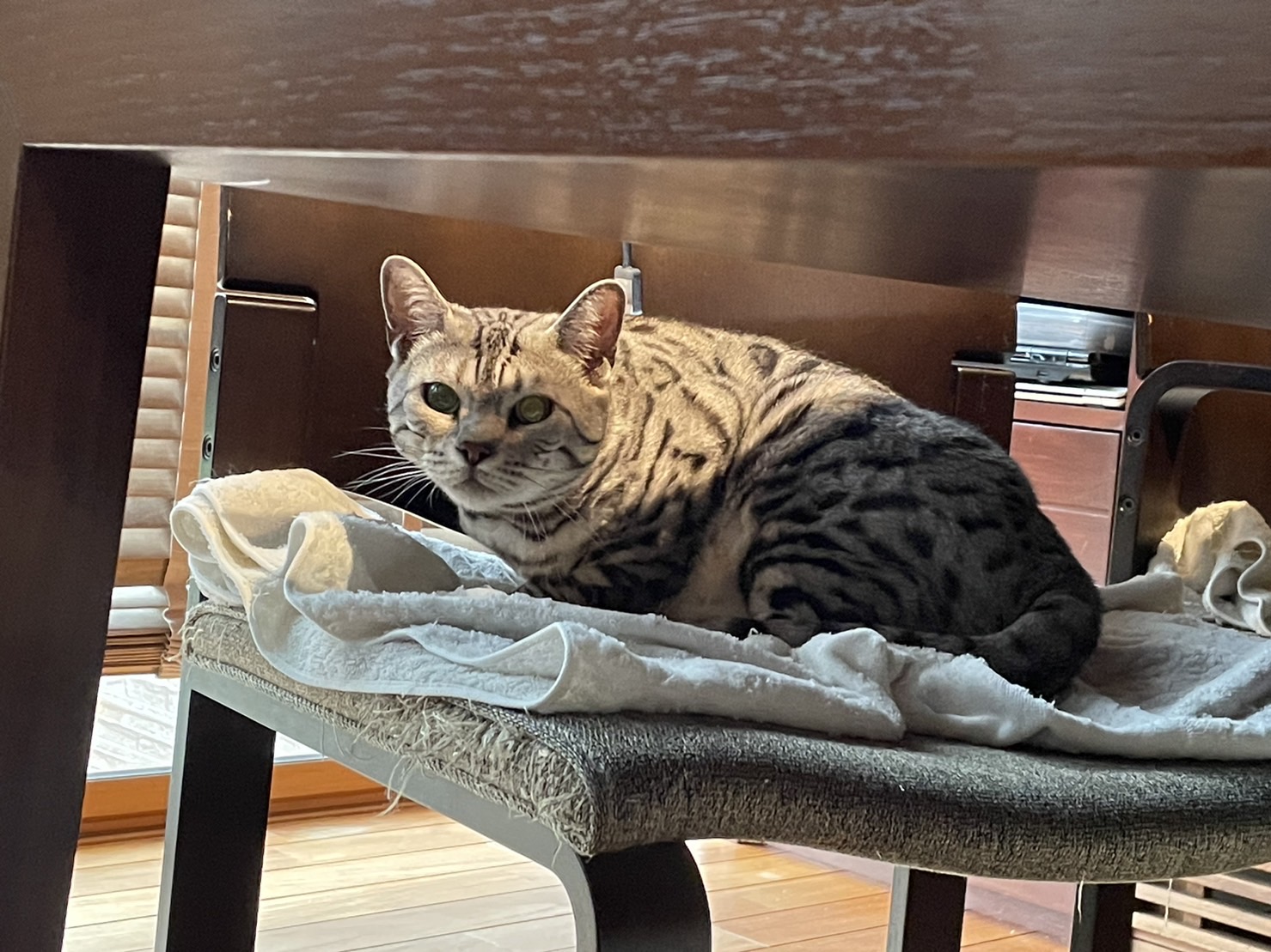 ペットシッター