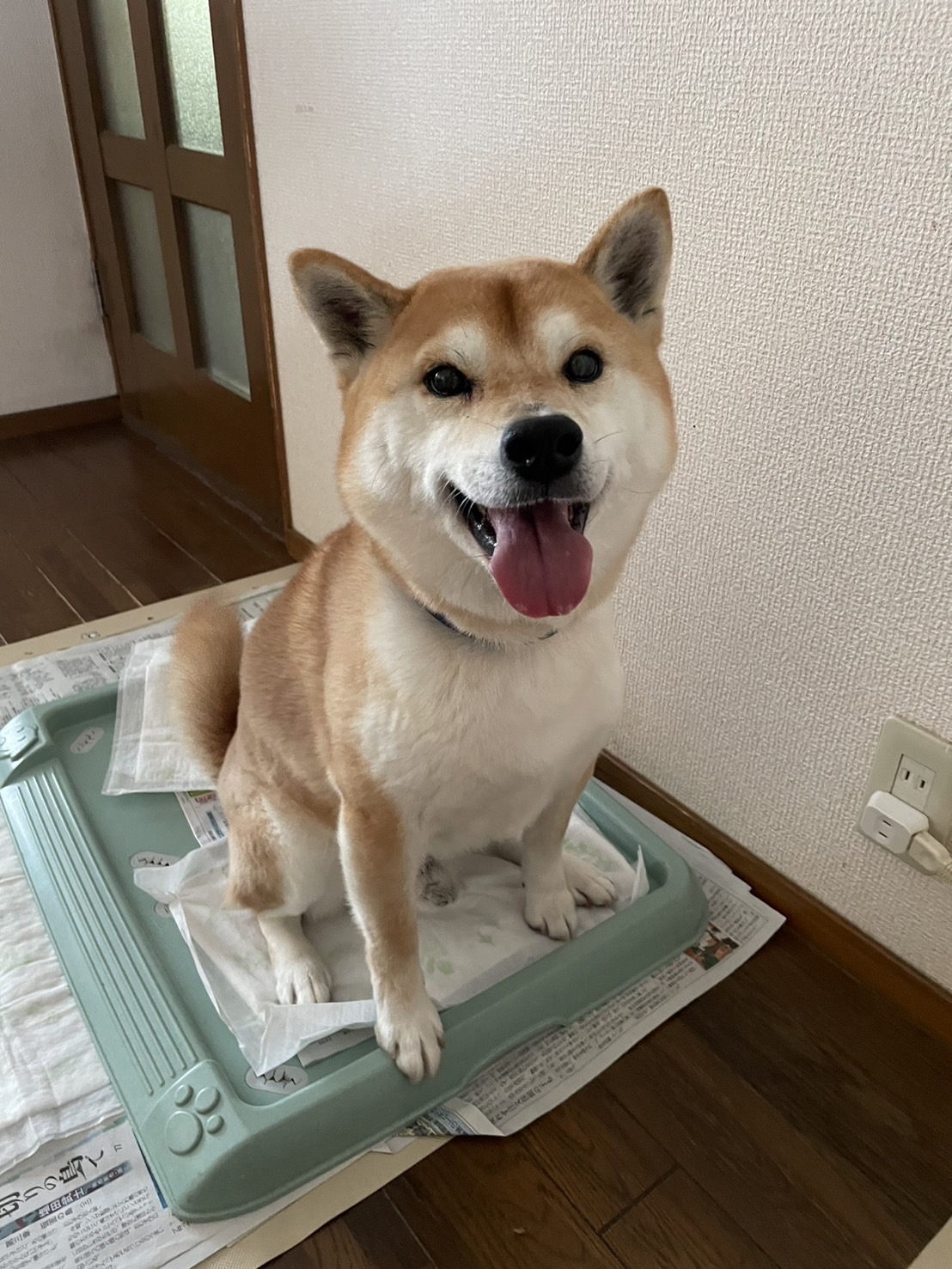 ペットシッター